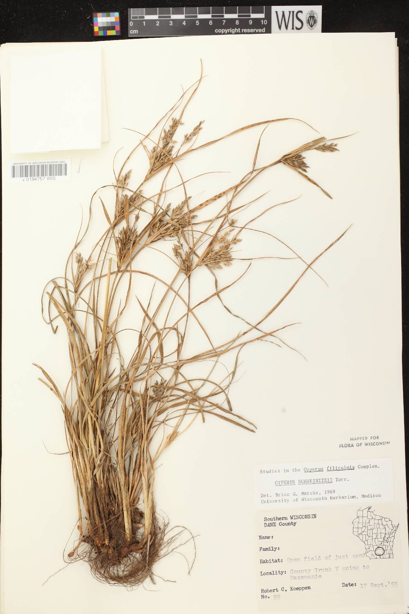 Cyperus schweinitzii image