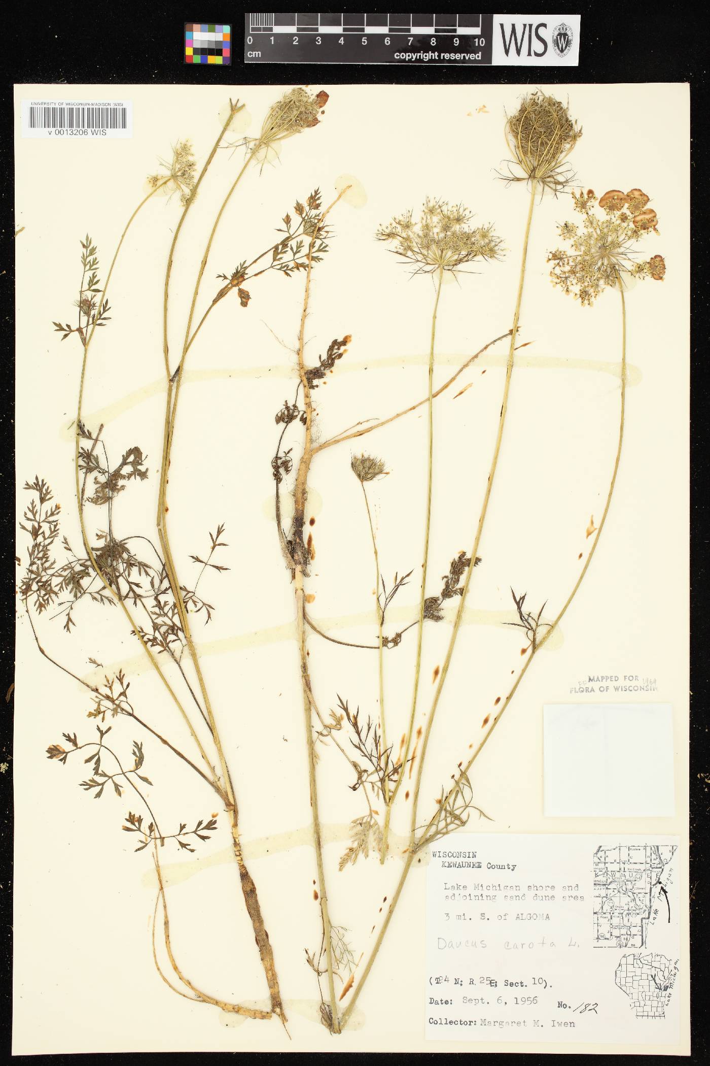 Daucus carota image