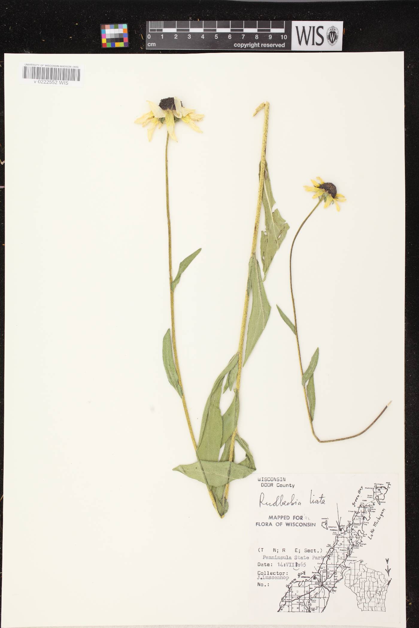 Rudbeckia hirta var. pulcherrima image