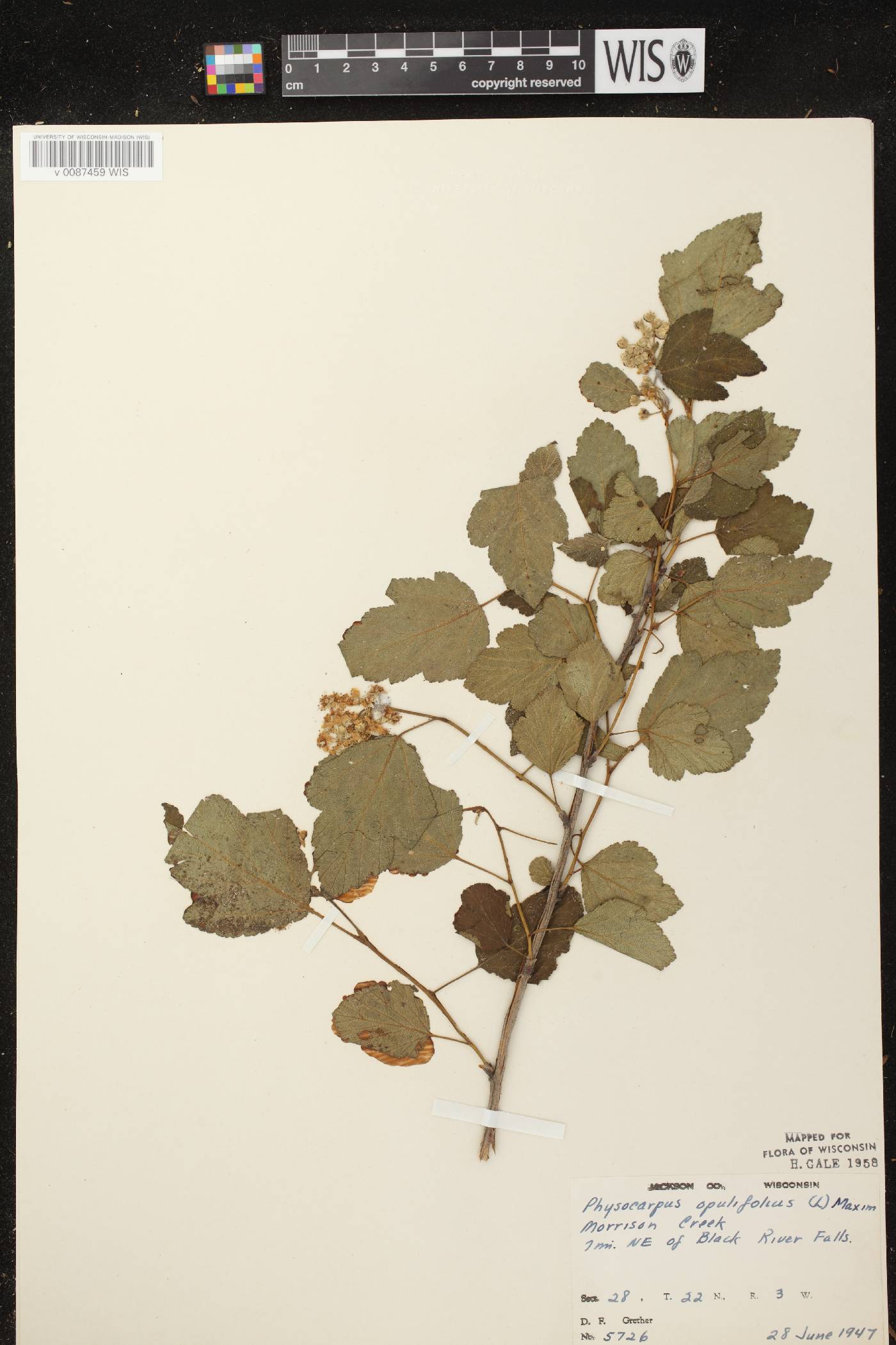 Physocarpus opulifolius image