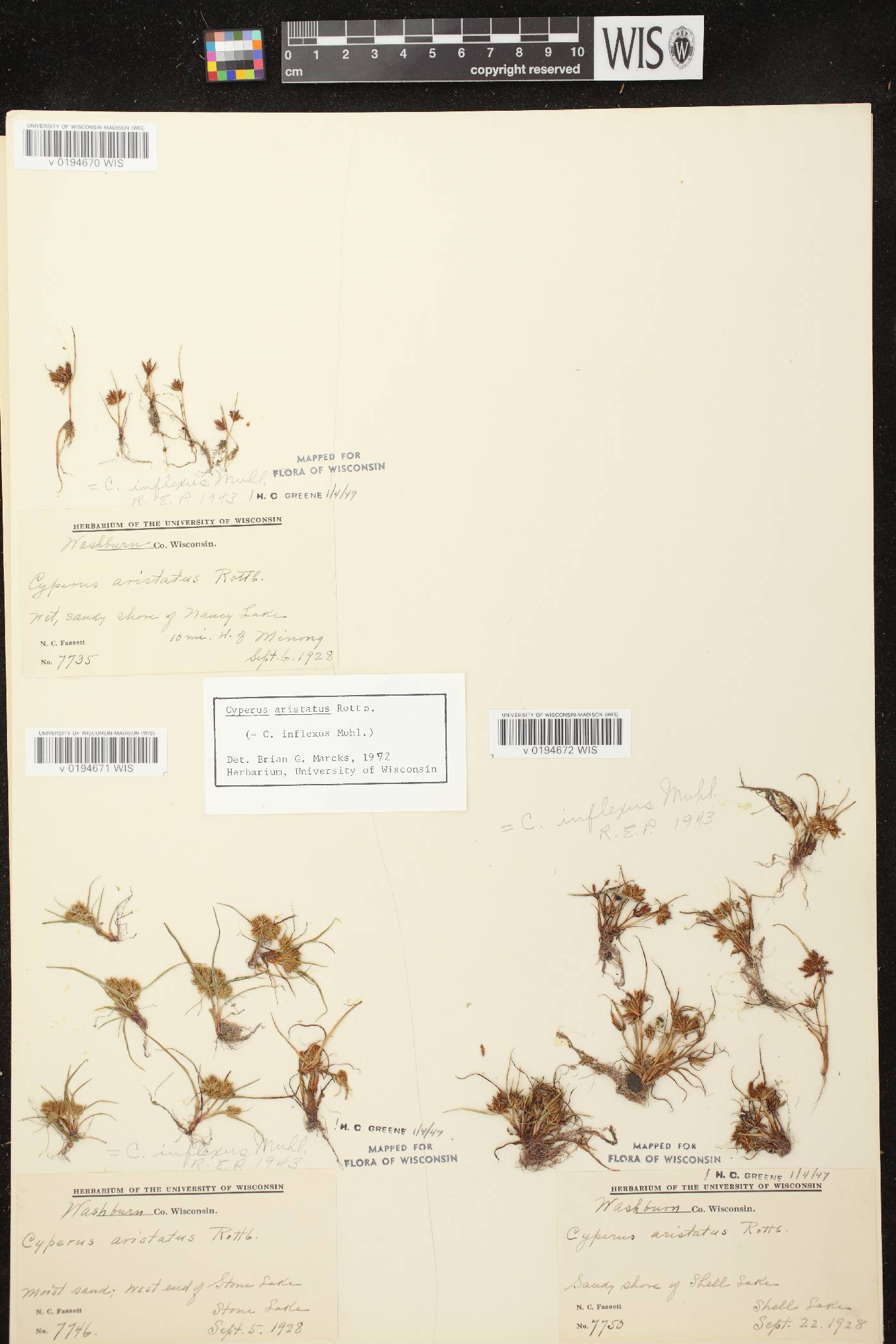 Cyperus squarrosus image