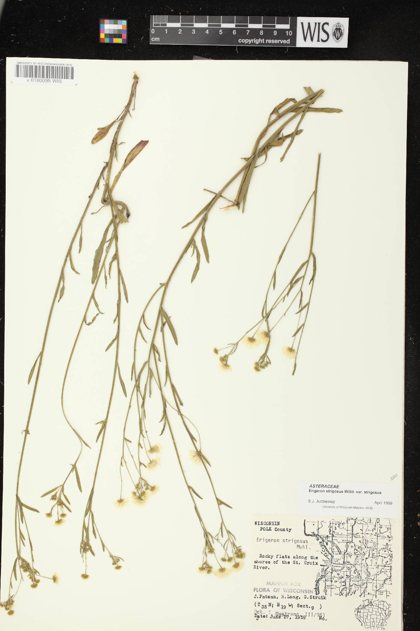 Erigeron strigosus image