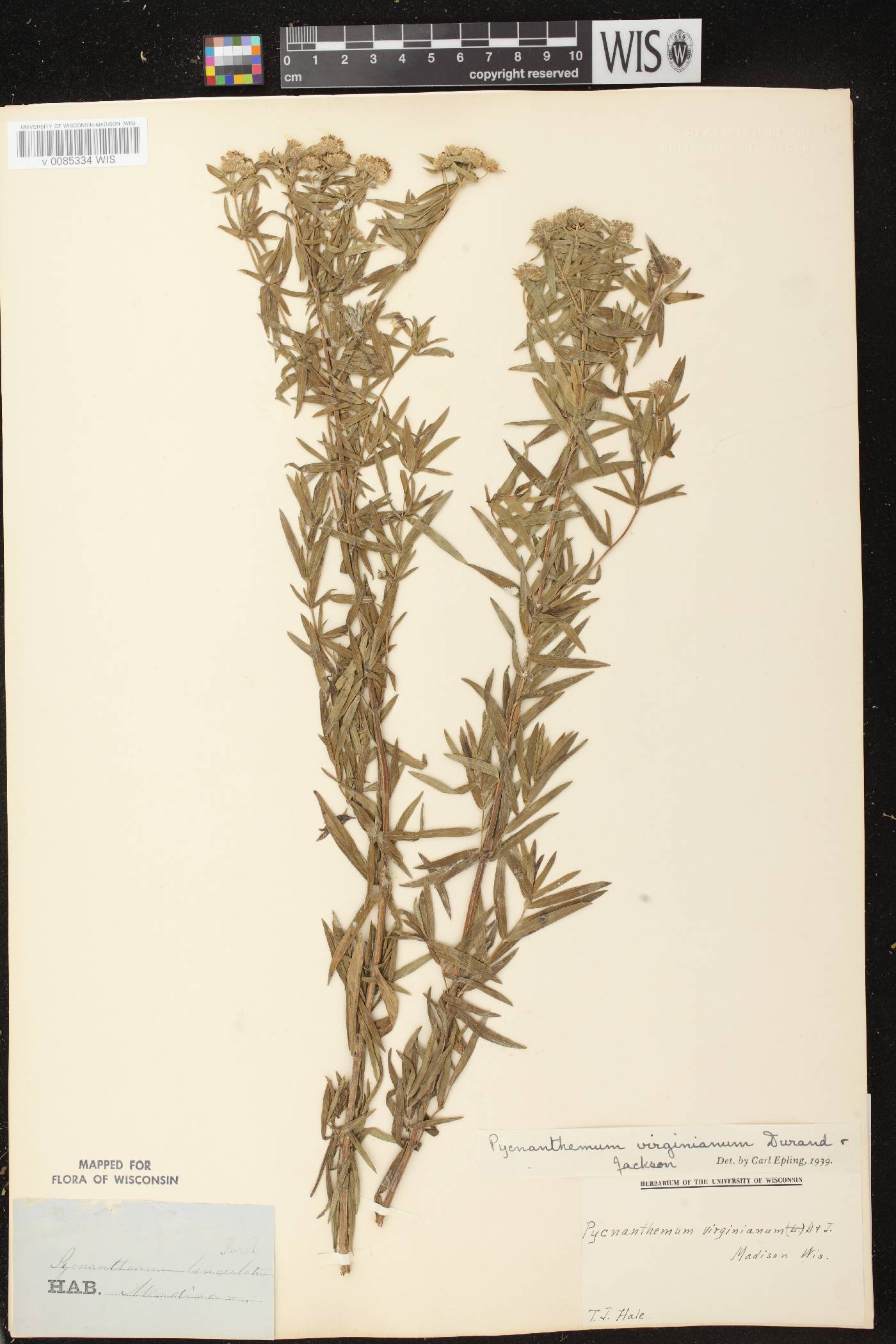 Pycnanthemum virginianum image