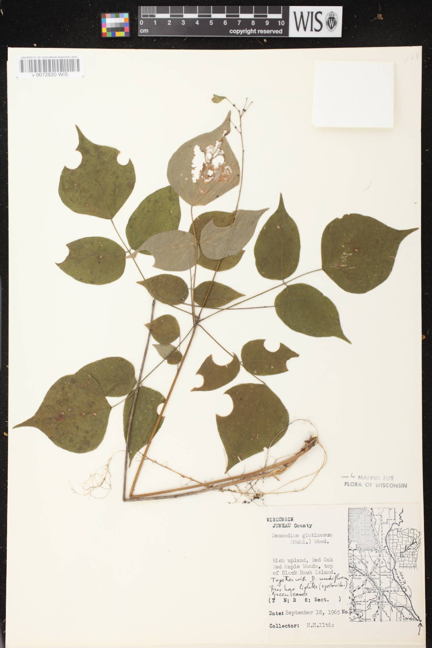 Hylodesmum glutinosum image
