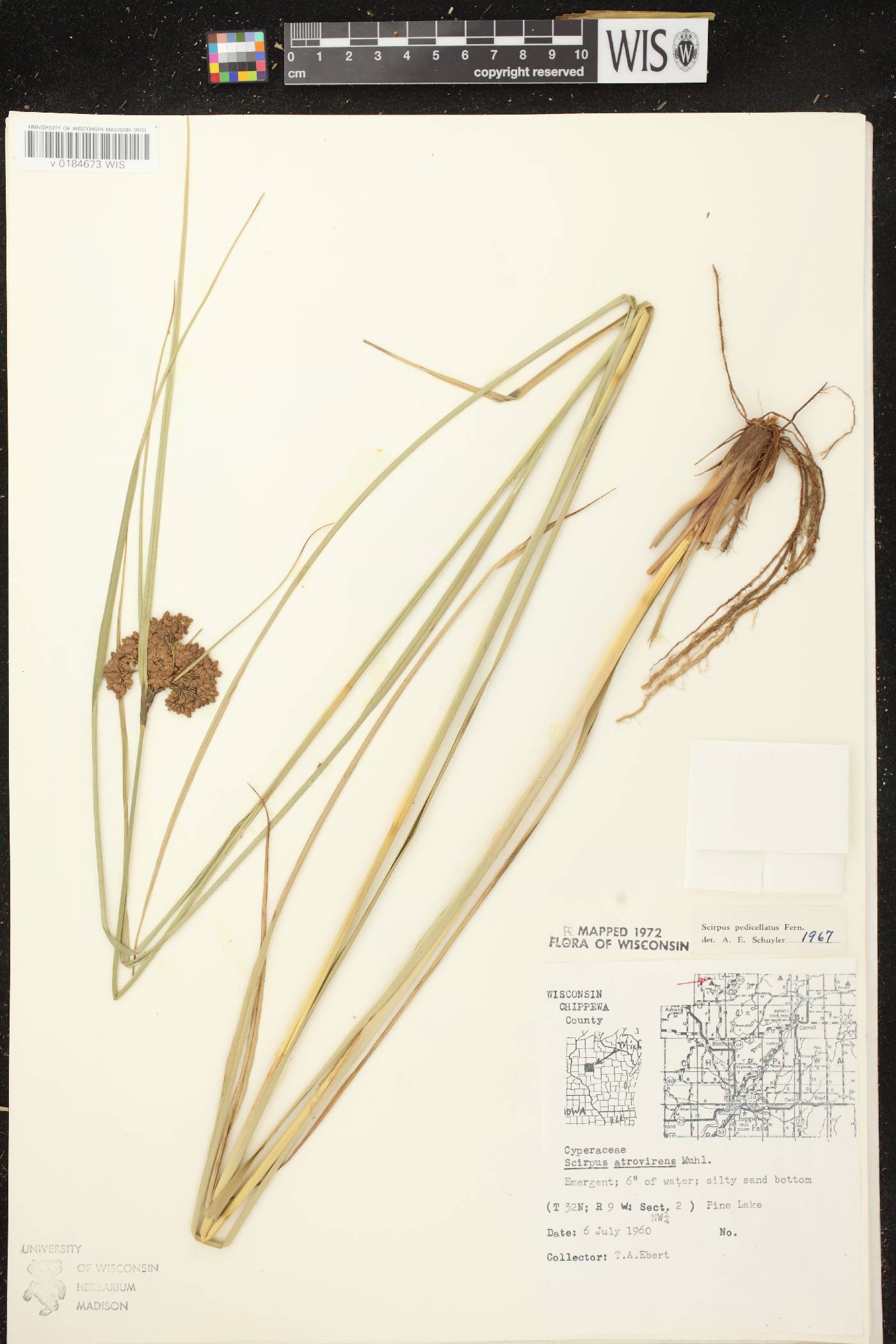 Scirpus pedicellatus image