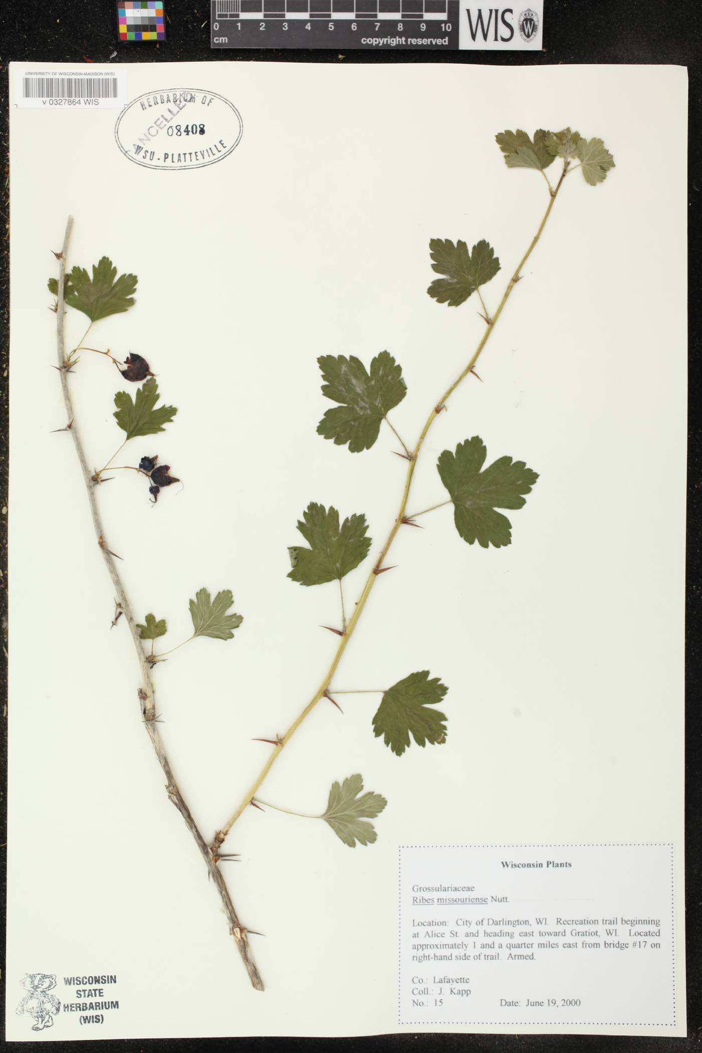 Ribes missouriense image