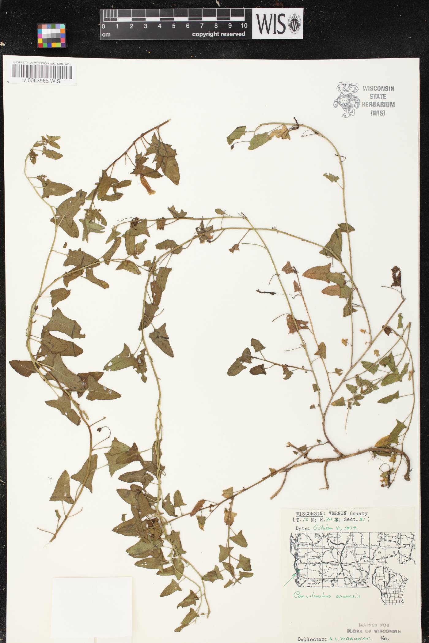 Convolvulus arvensis image