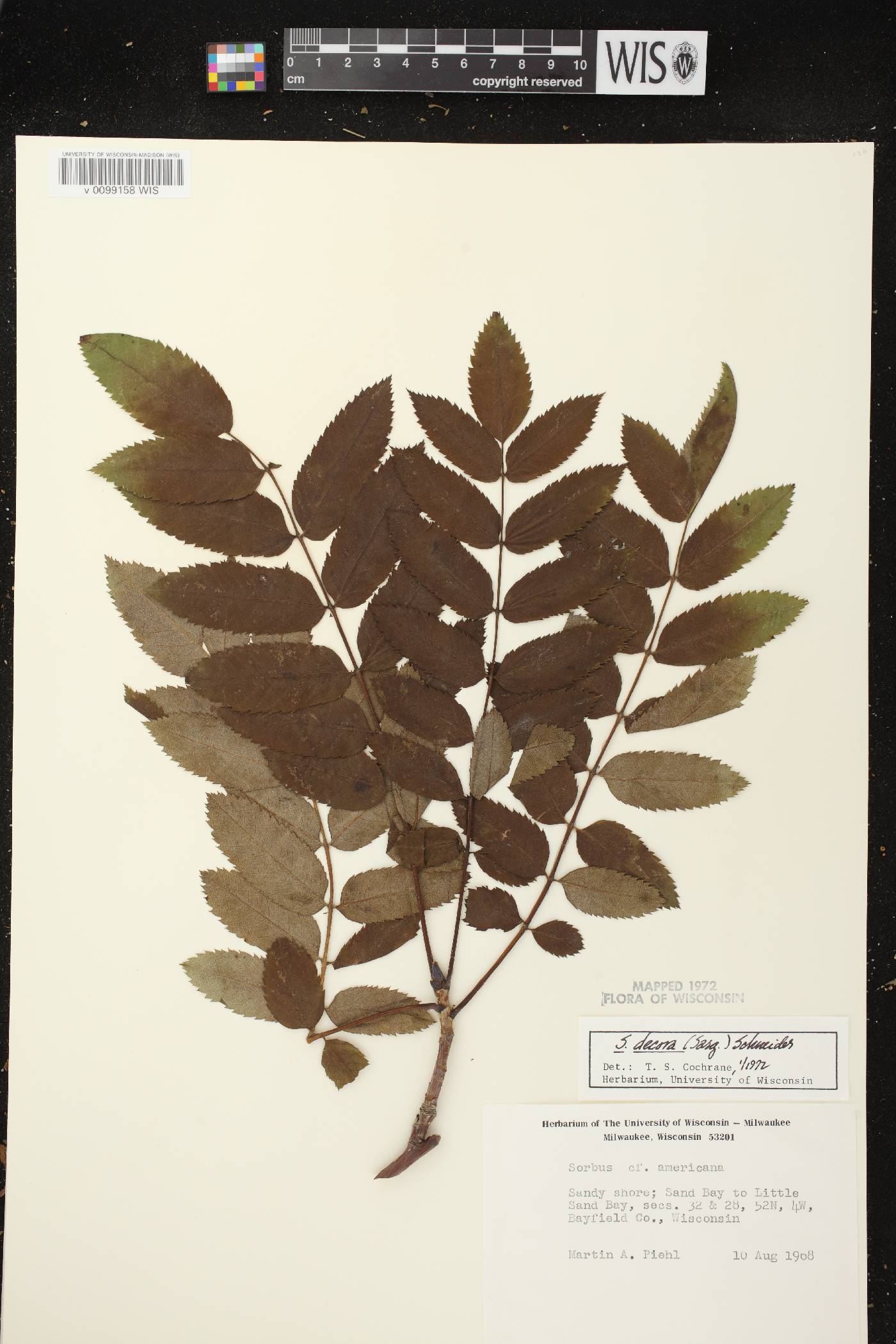 Sorbus decora image