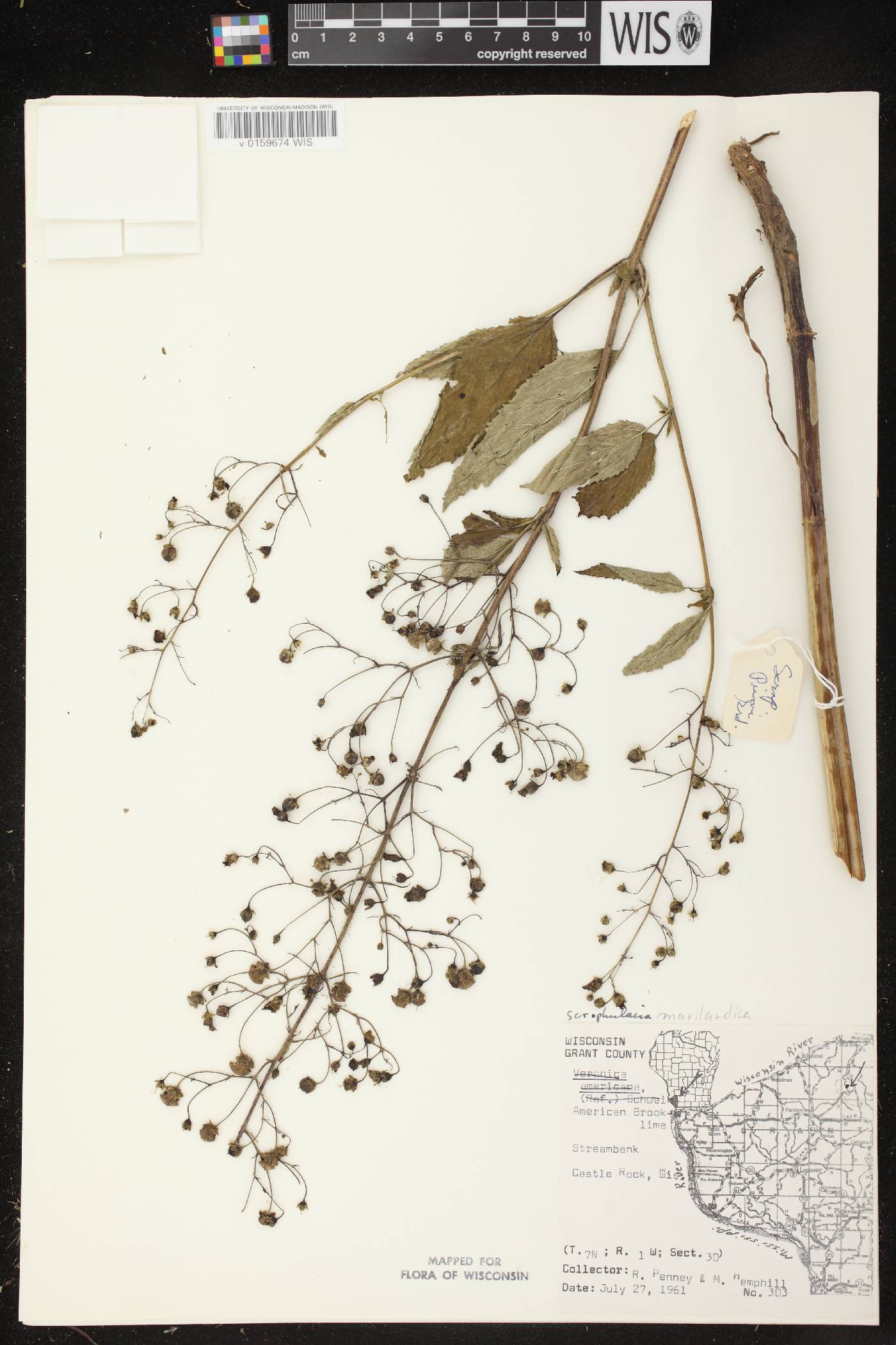 Scrophularia marilandica image
