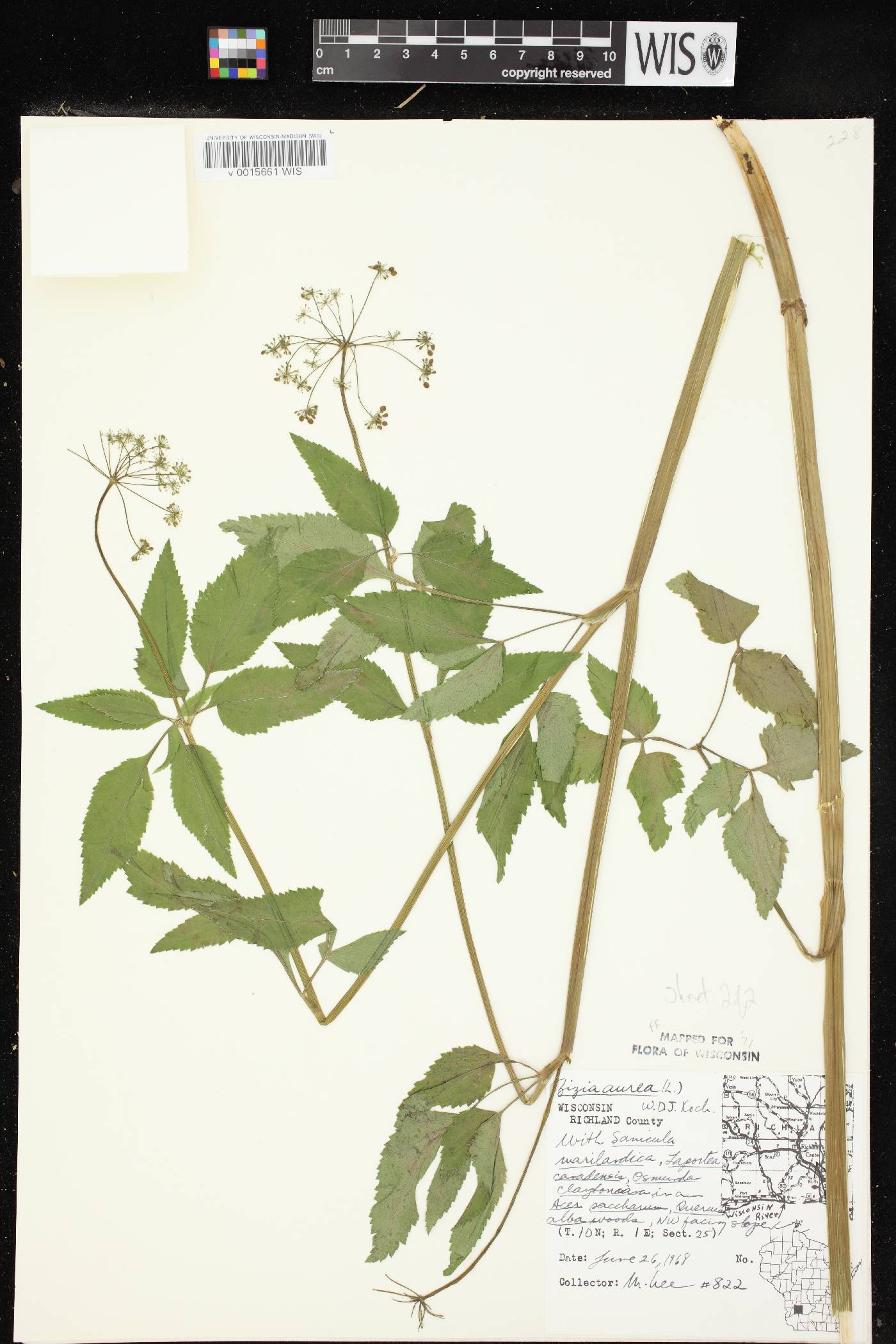 Zizia aurea image