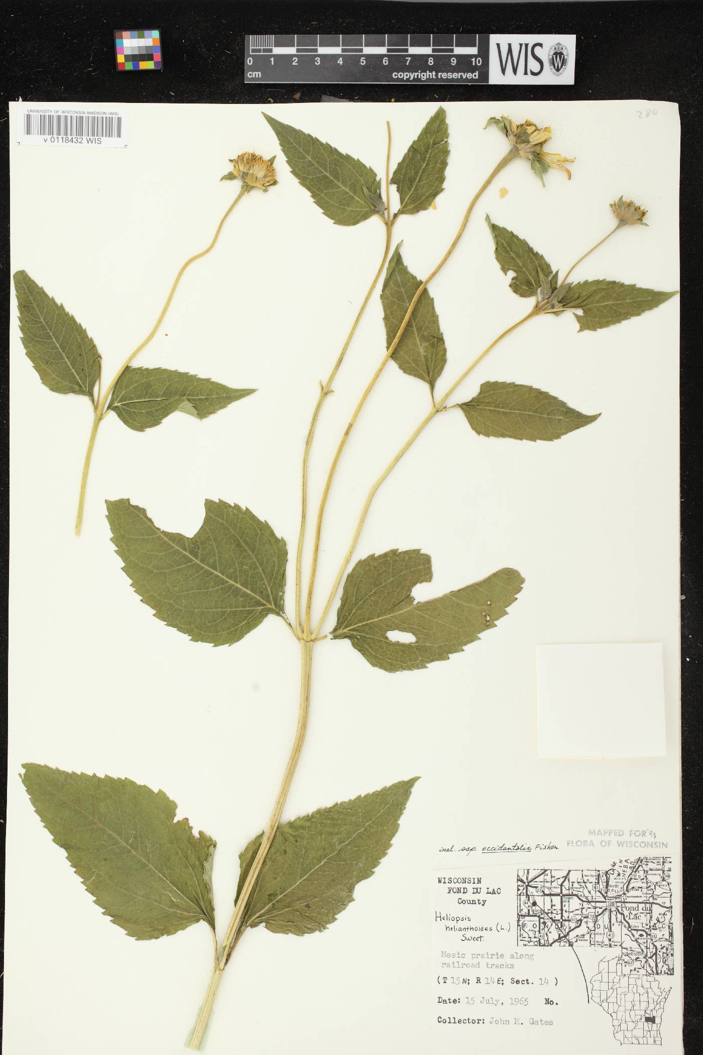 Heliopsis helianthoides image