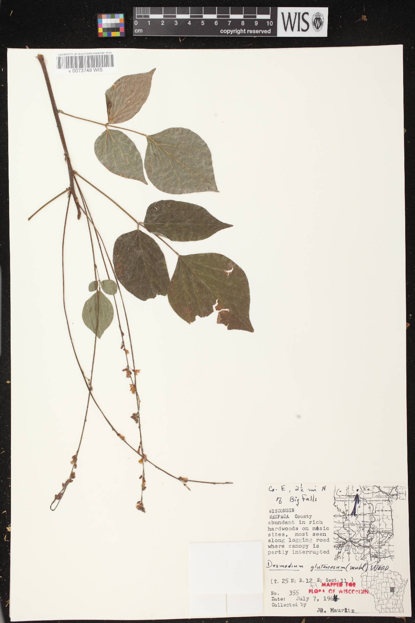 Hylodesmum glutinosum image