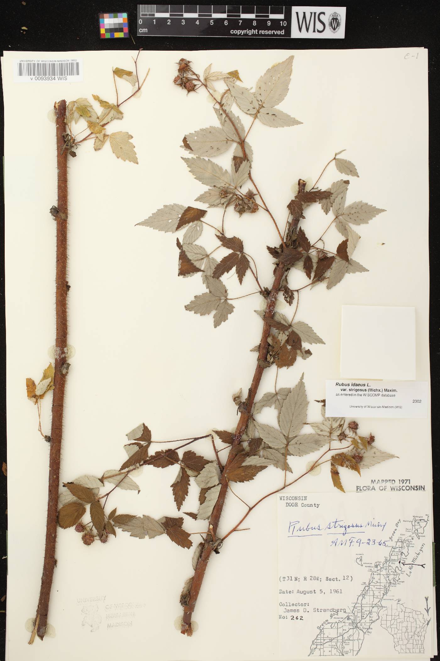 Rubus idaeus subsp. strigosus image