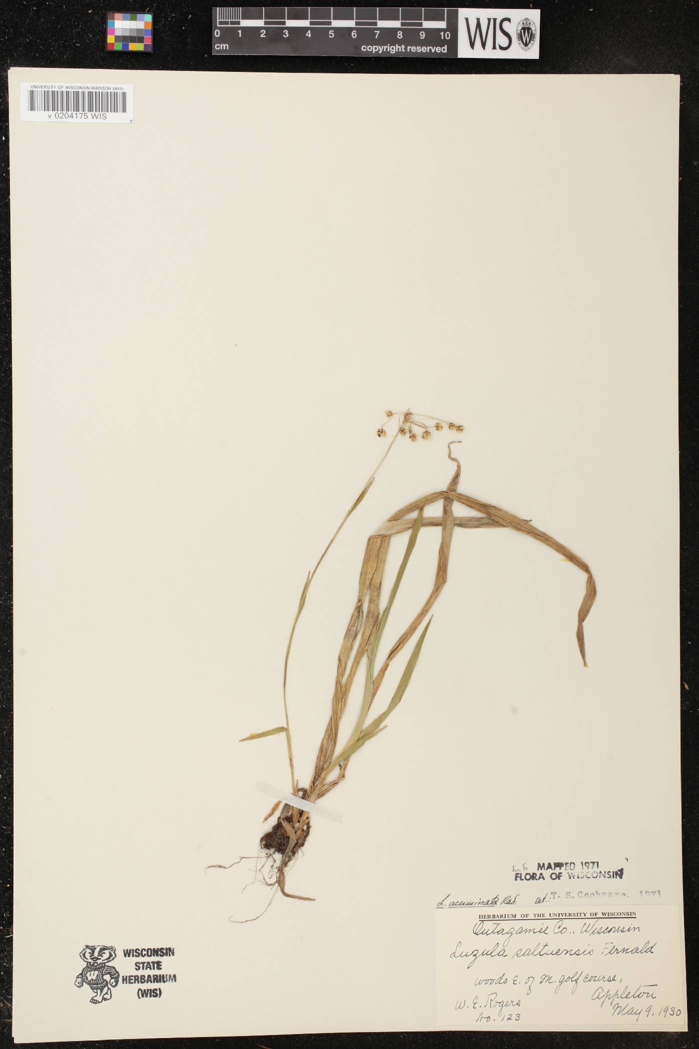 Luzula acuminata image