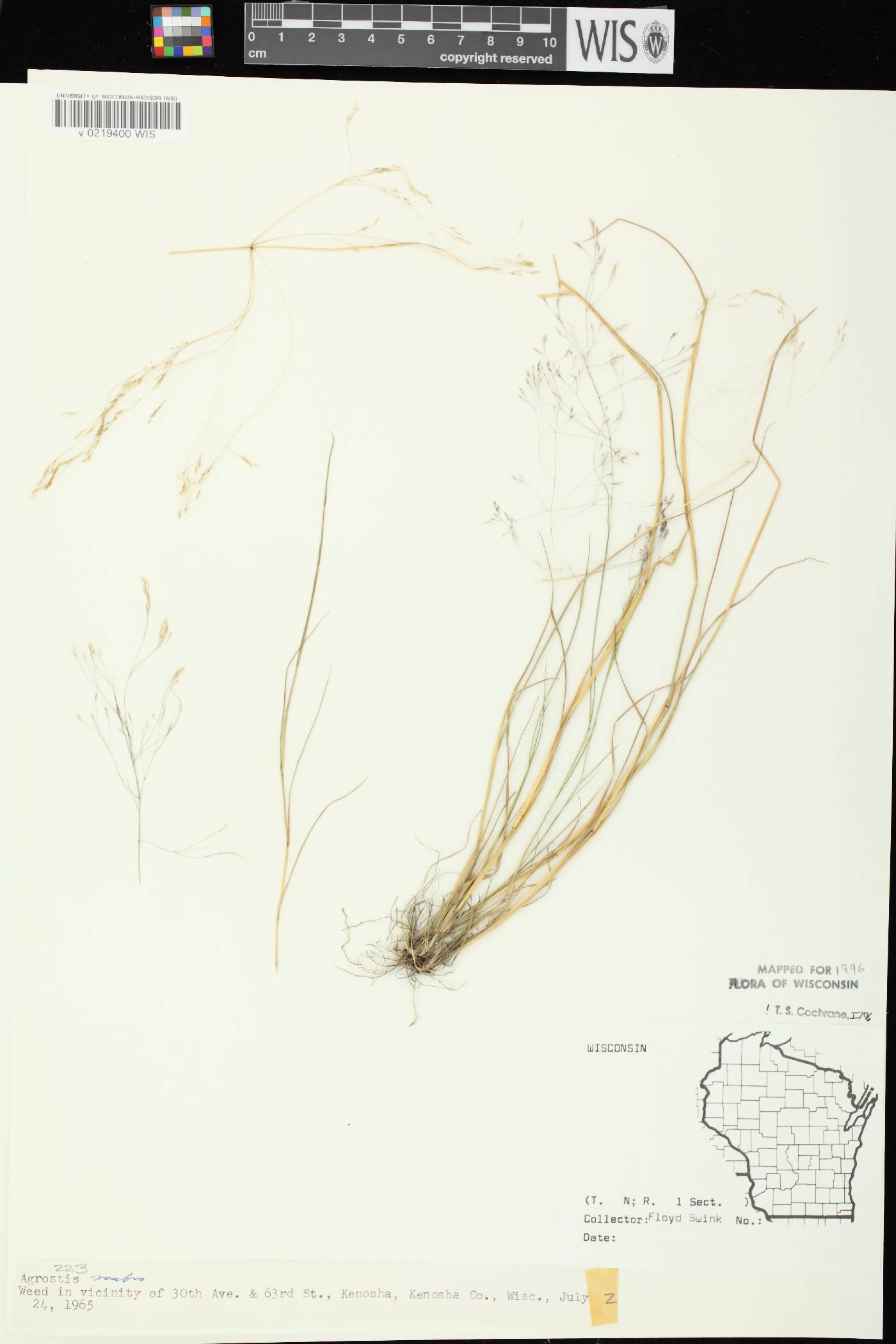 Agrostis scabra image