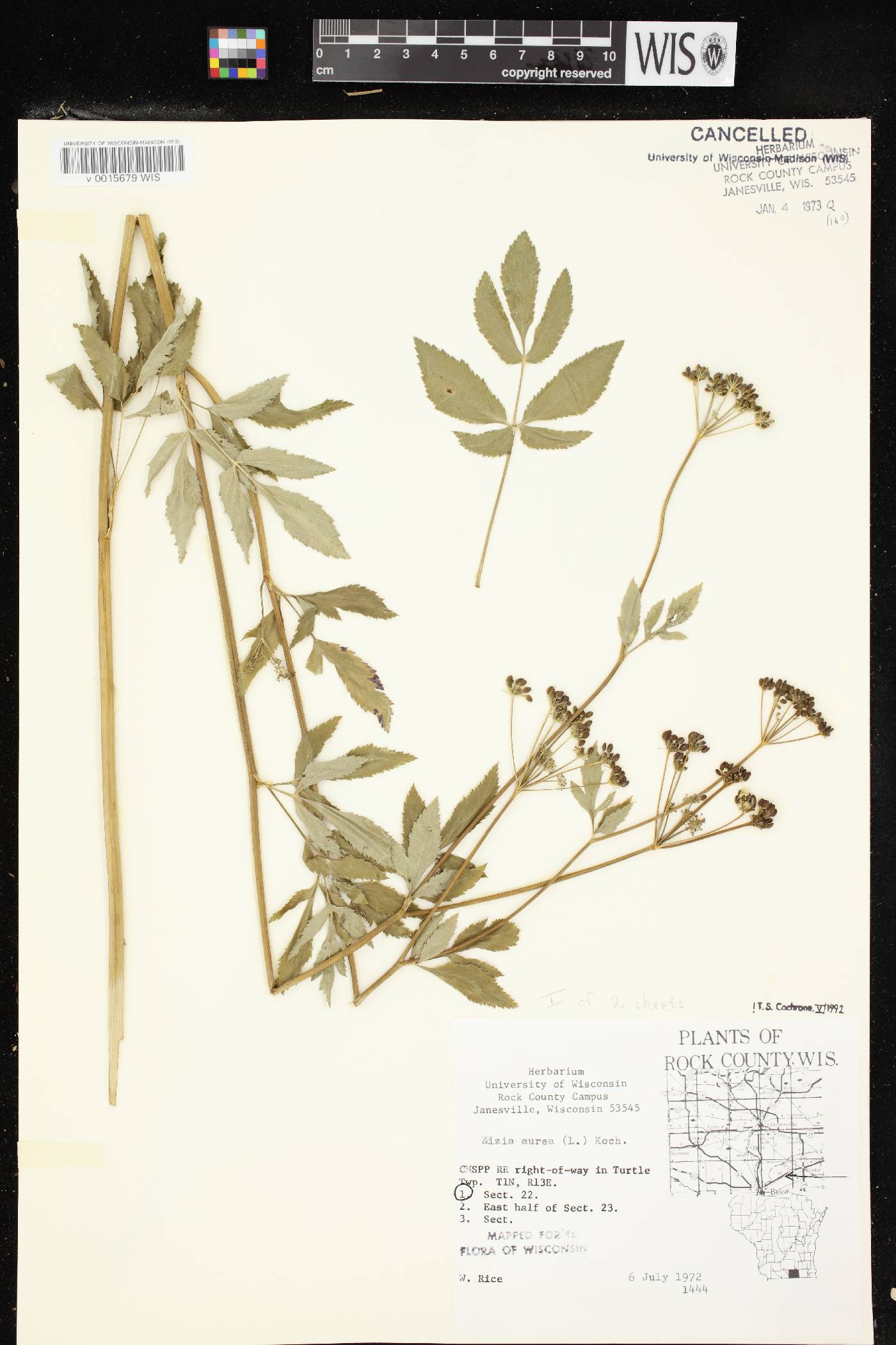 Zizia aurea image