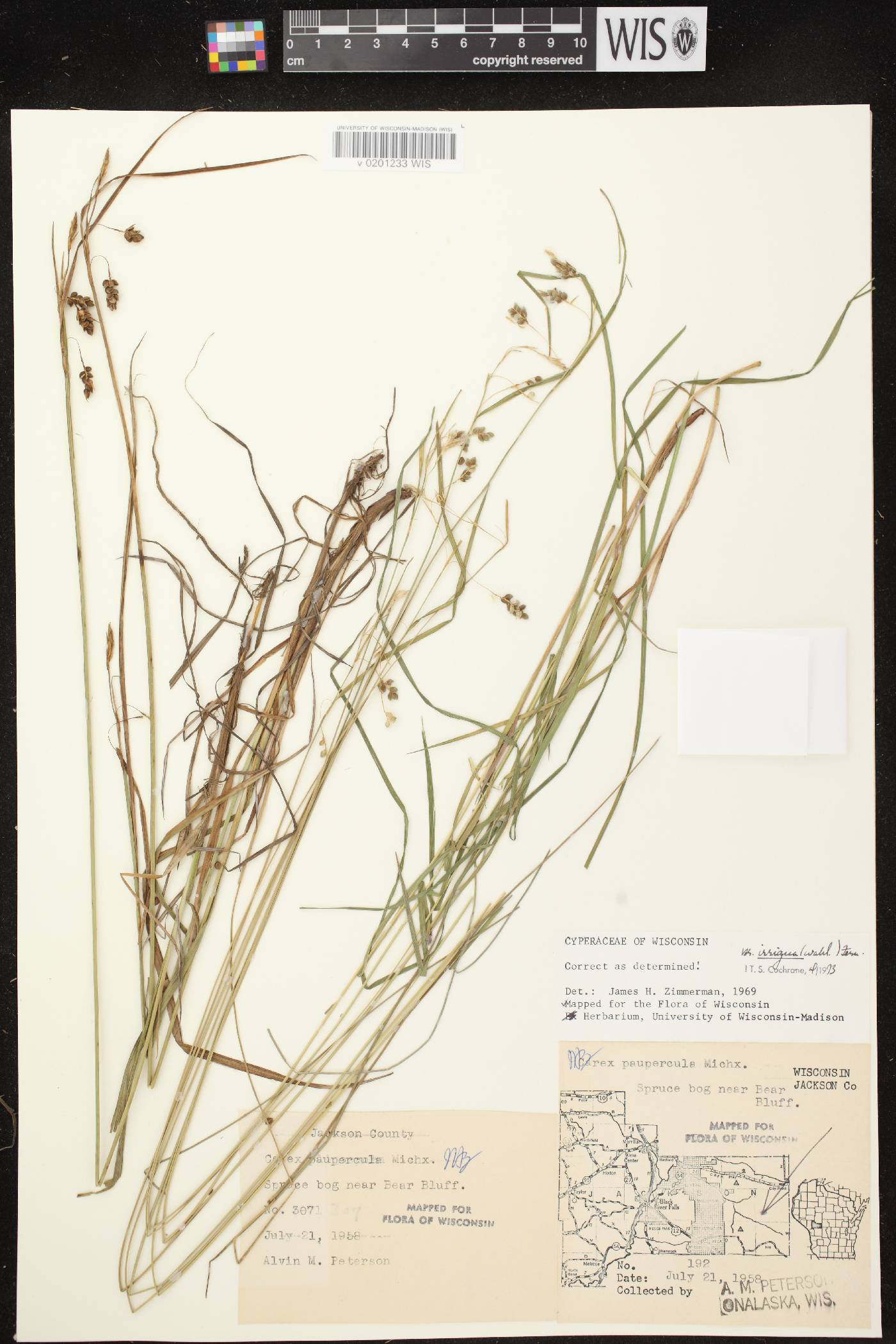 Carex magellanica image