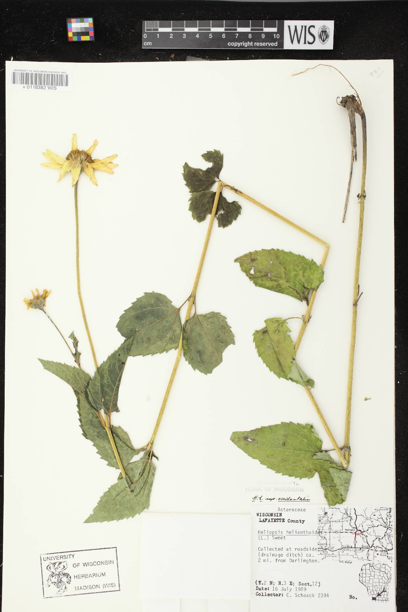 Heliopsis helianthoides var. scabra image