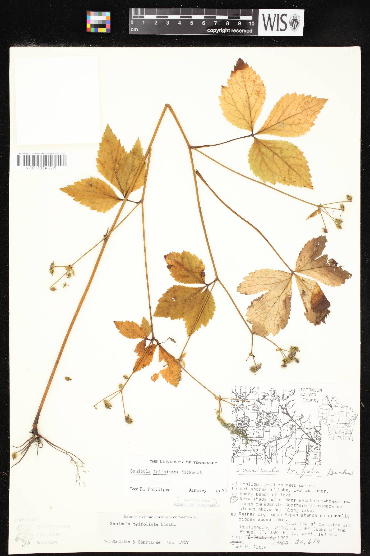 Sanicula trifoliata image