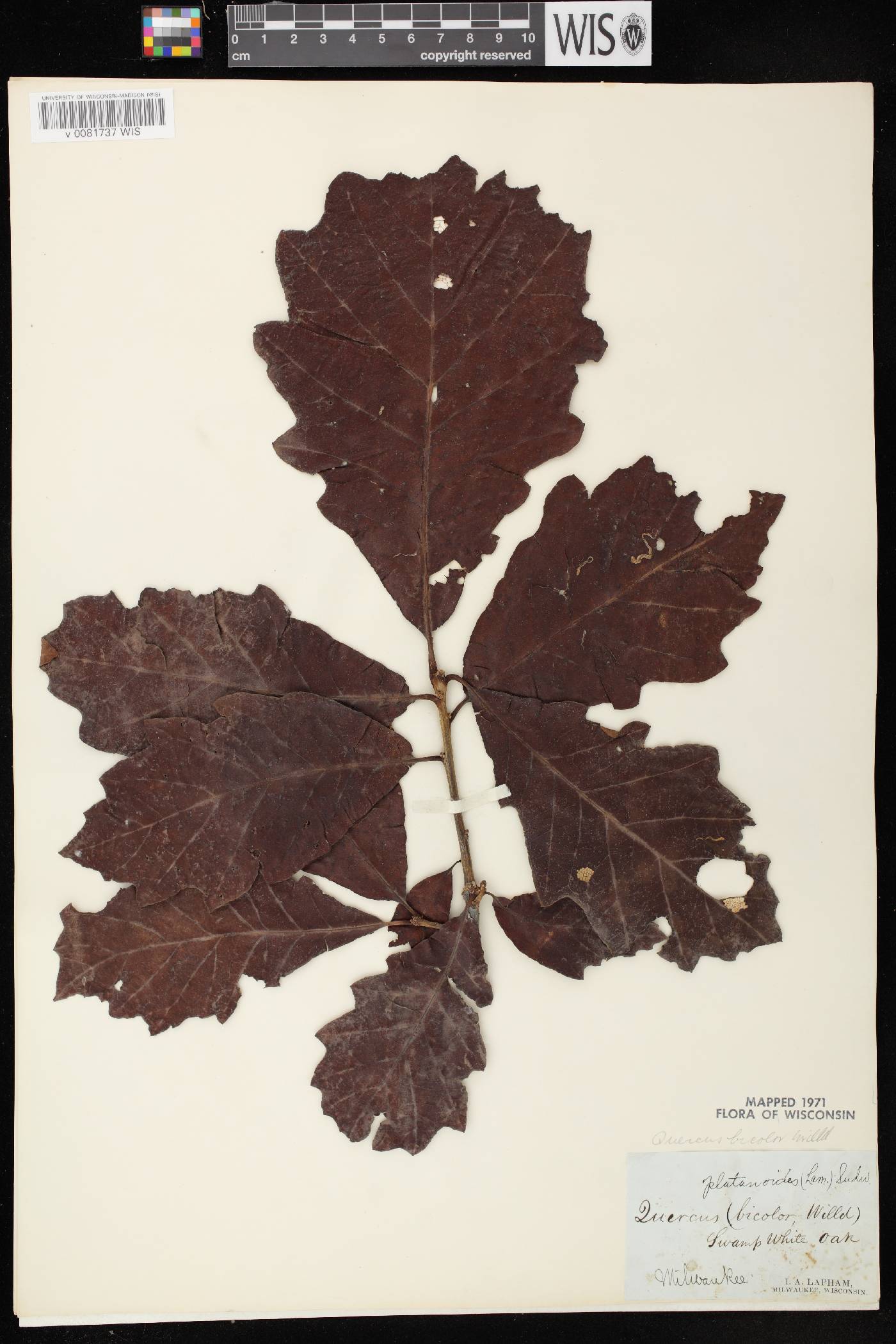 Quercus bicolor image