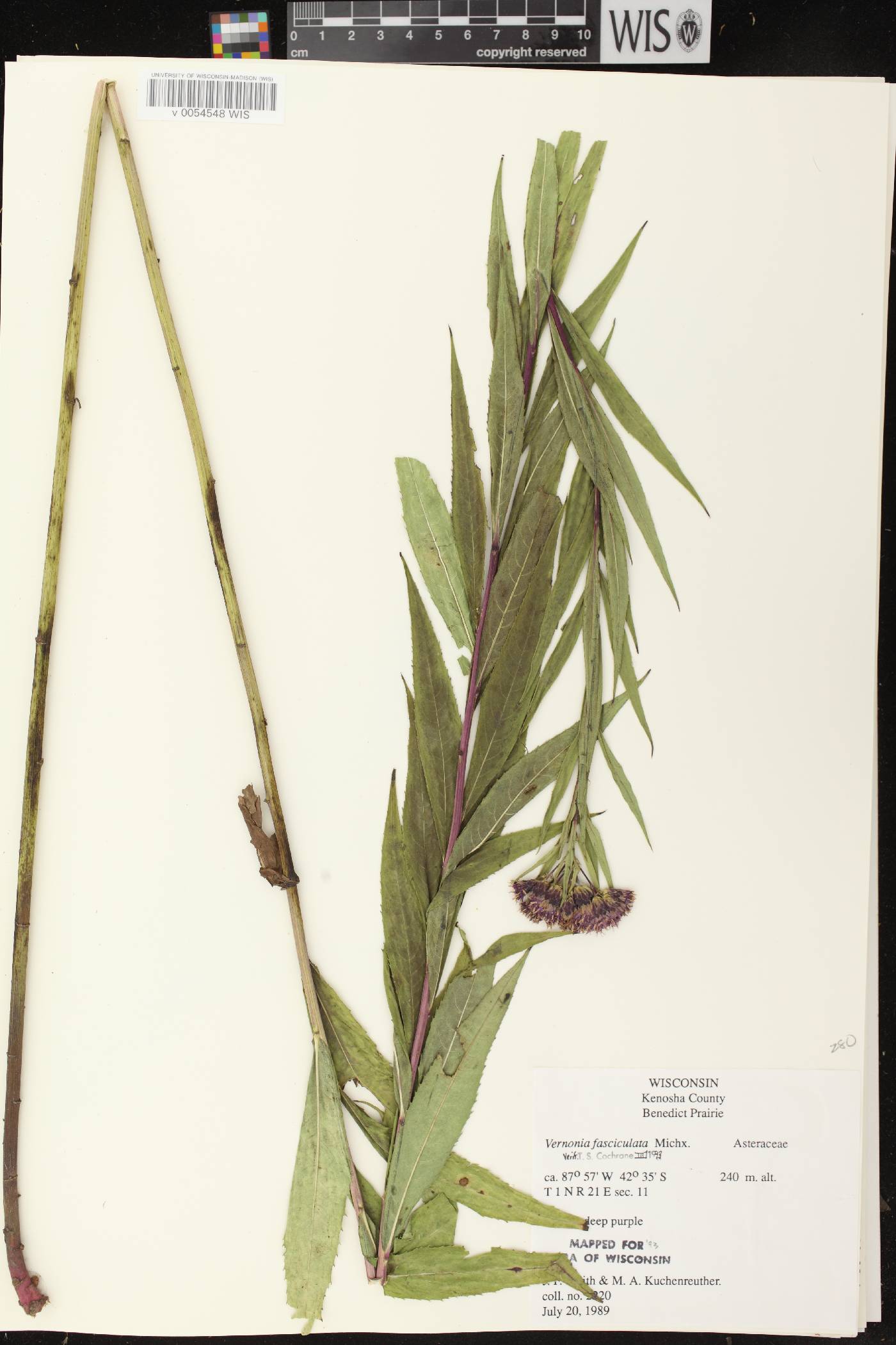 Vernonia fasciculata image