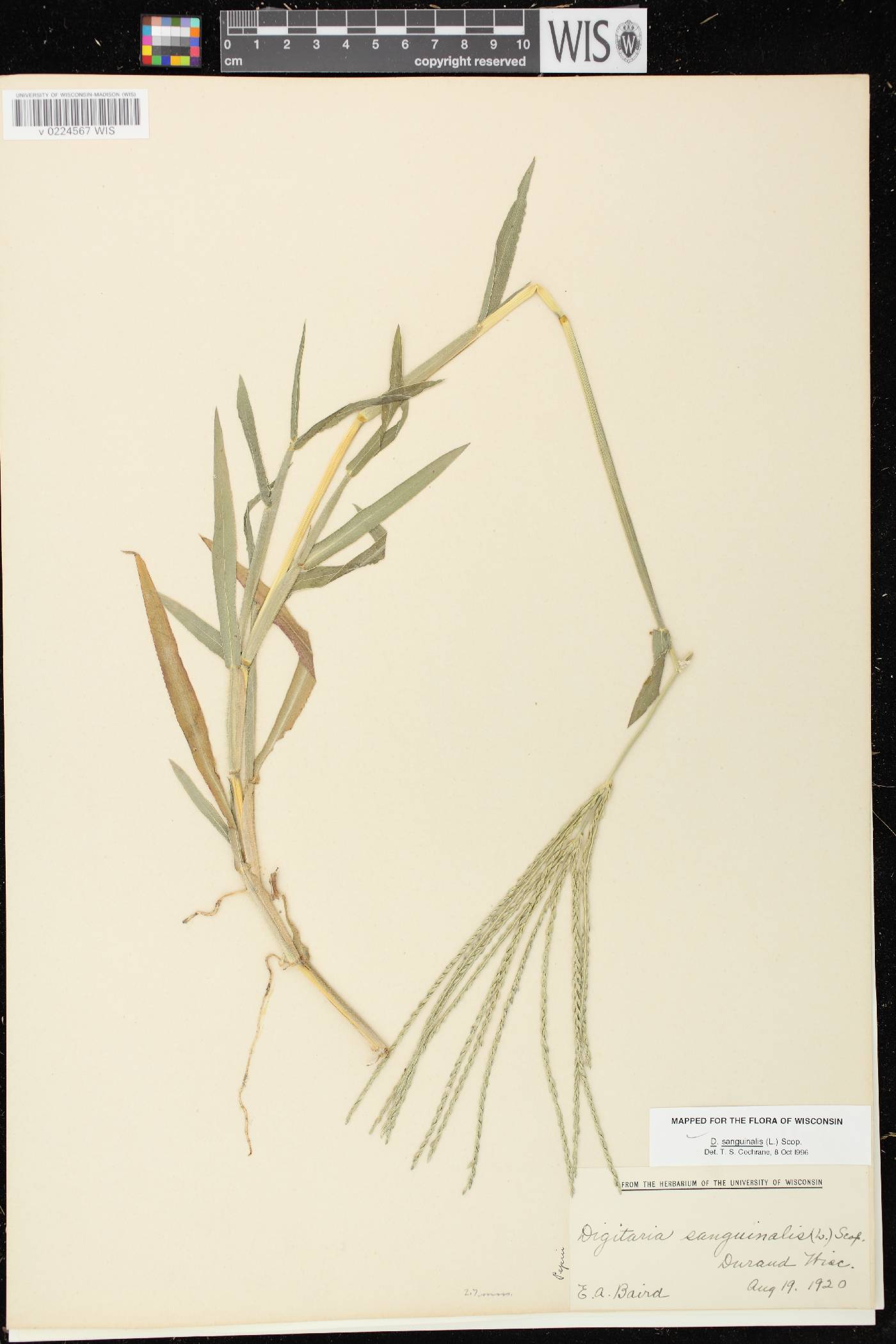 Digitaria sanguinalis image