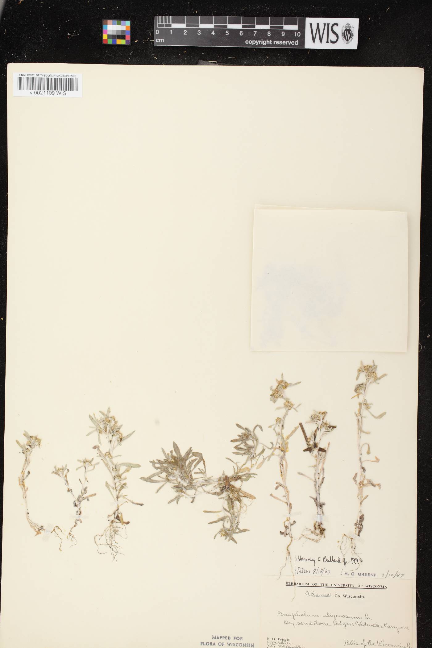Gnaphalium uliginosum image