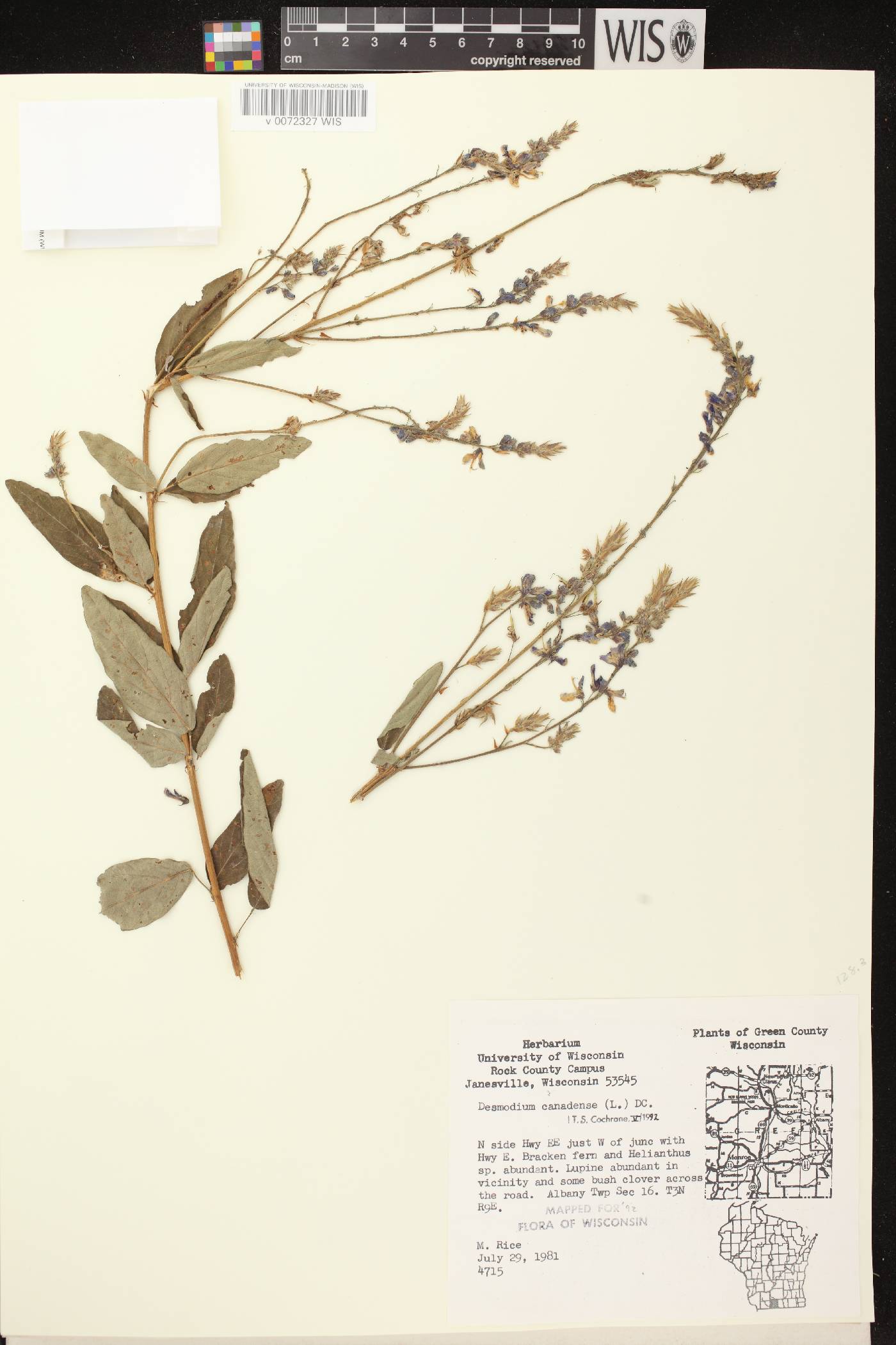 Desmodium canadense image