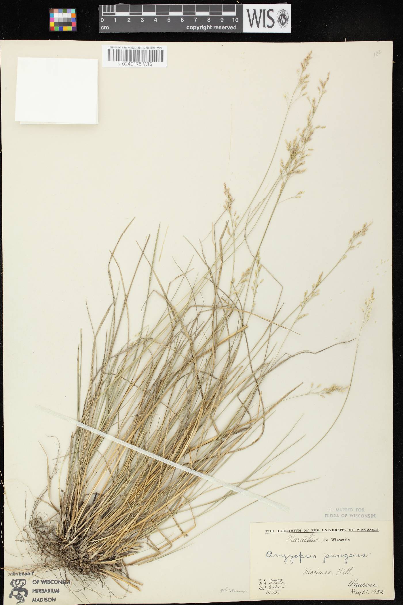 Piptatheropsis pungens image