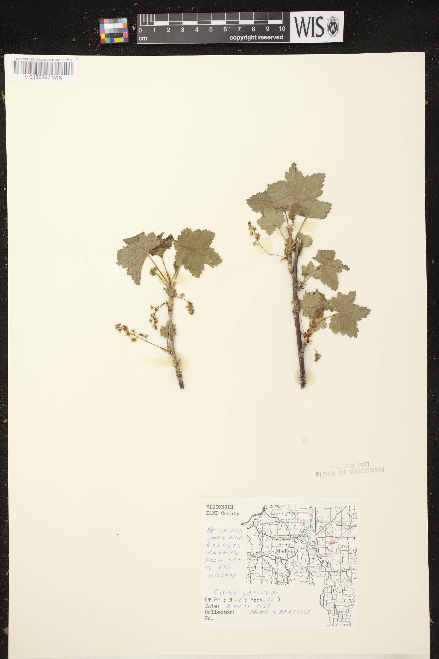 Ribes rubrum image