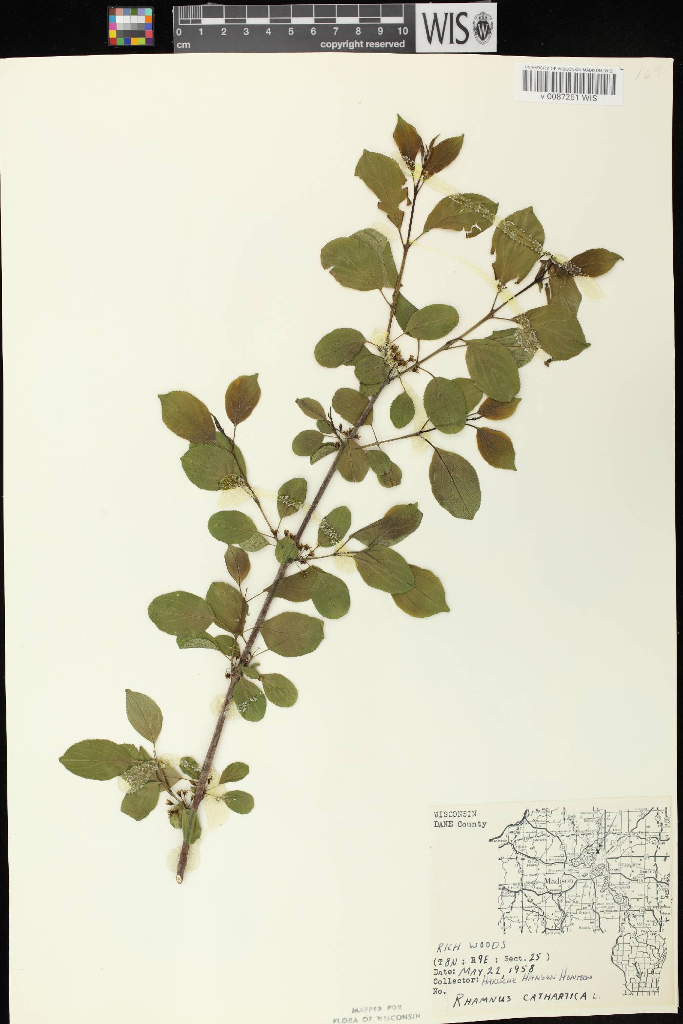 Rhamnus cathartica image