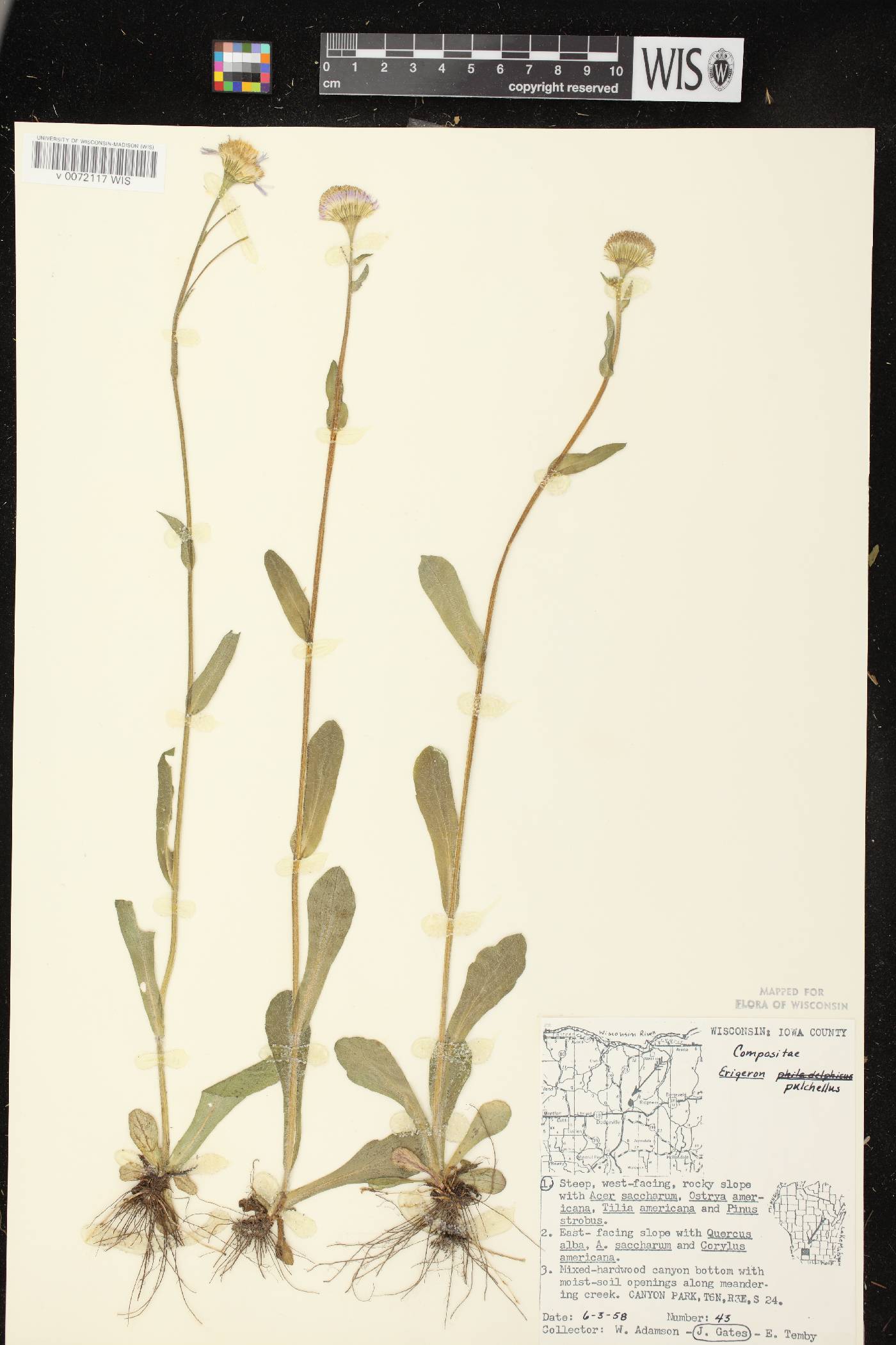 Erigeron pulchellus image