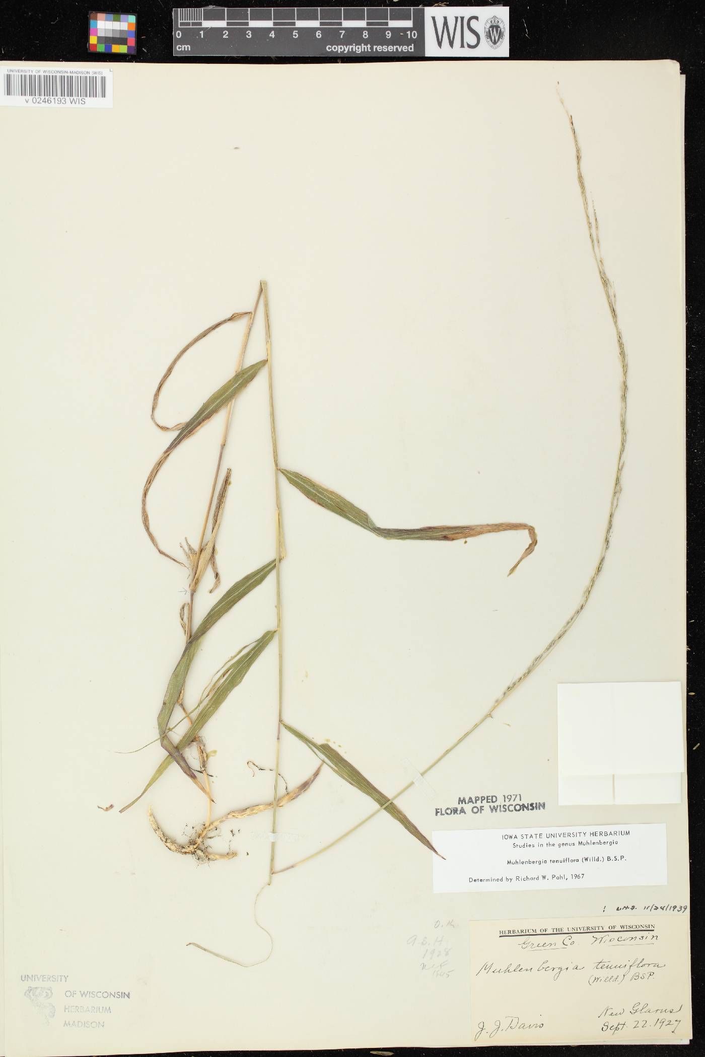 Muhlenbergia tenuiflora image