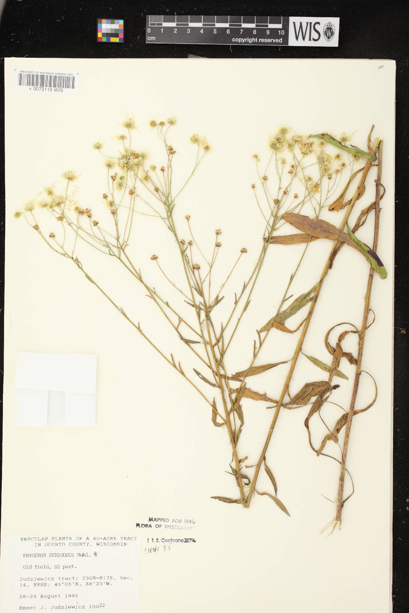 Erigeron strigosus image
