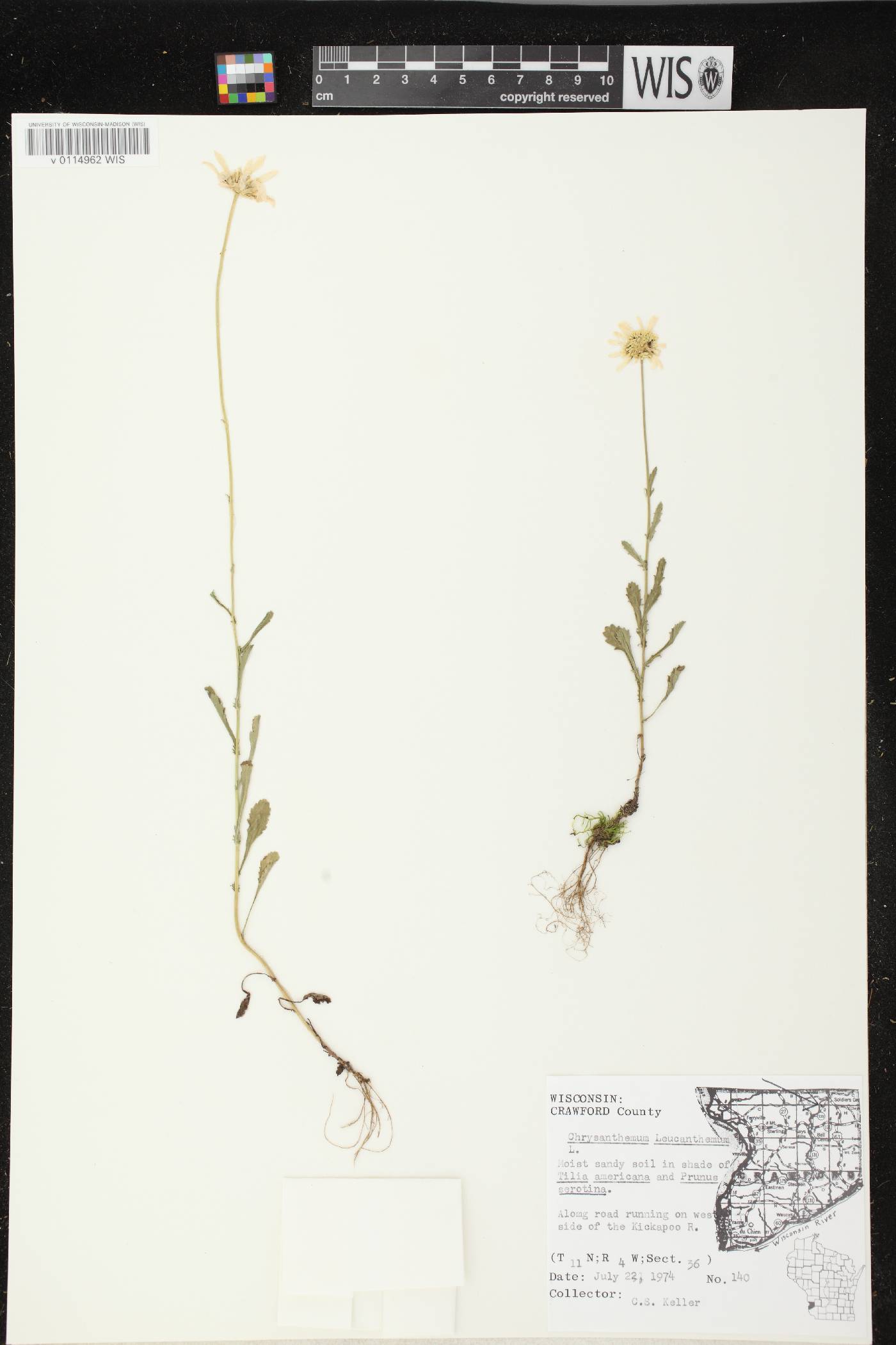 Leucanthemum vulgare image