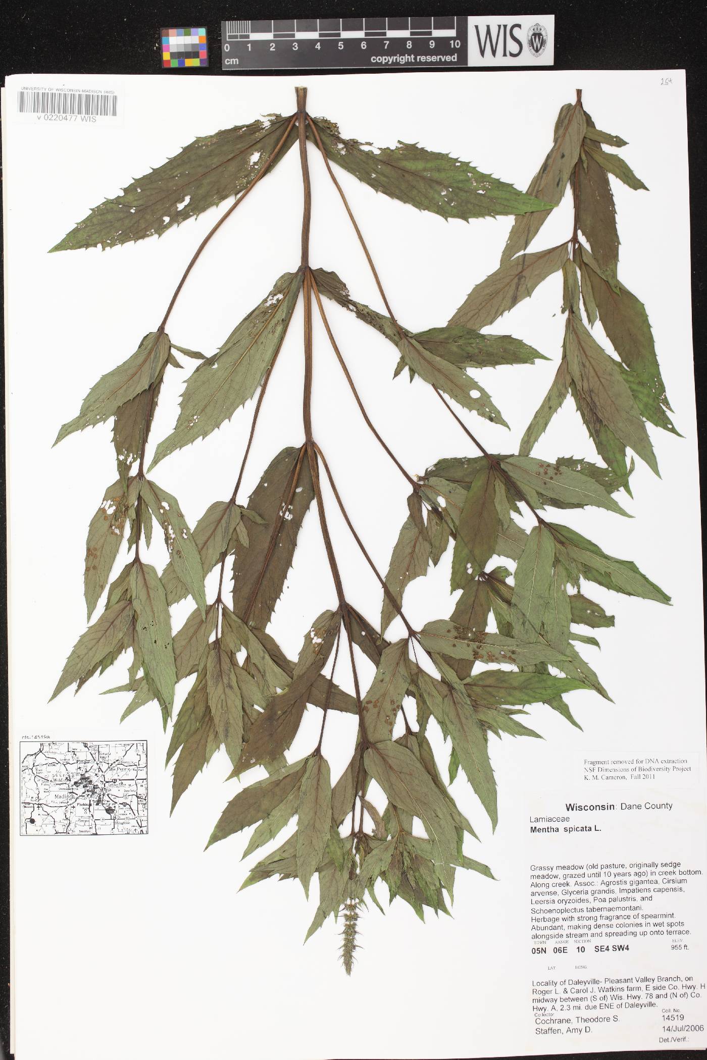 Mentha spicata image