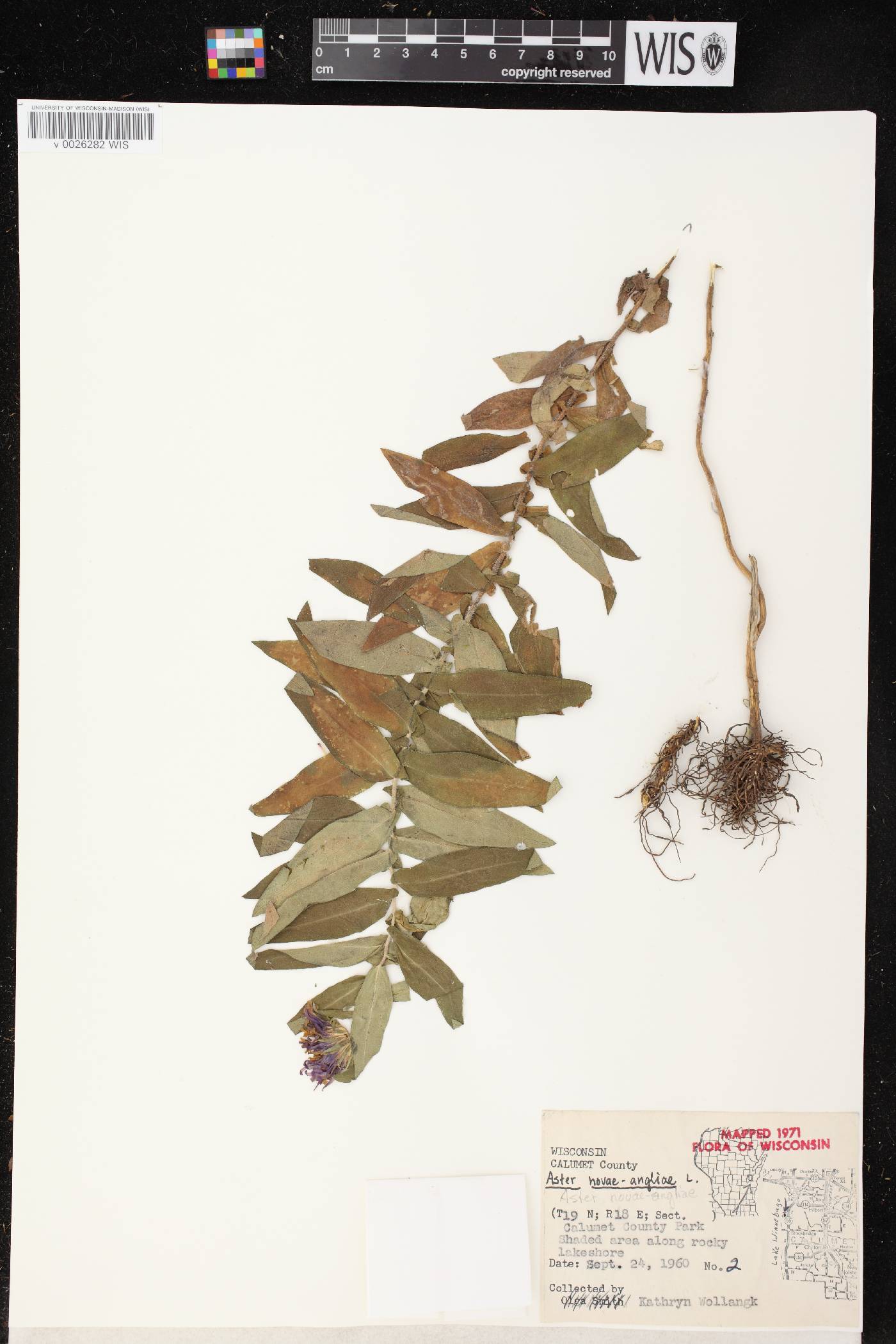Symphyotrichum novae-angliae image