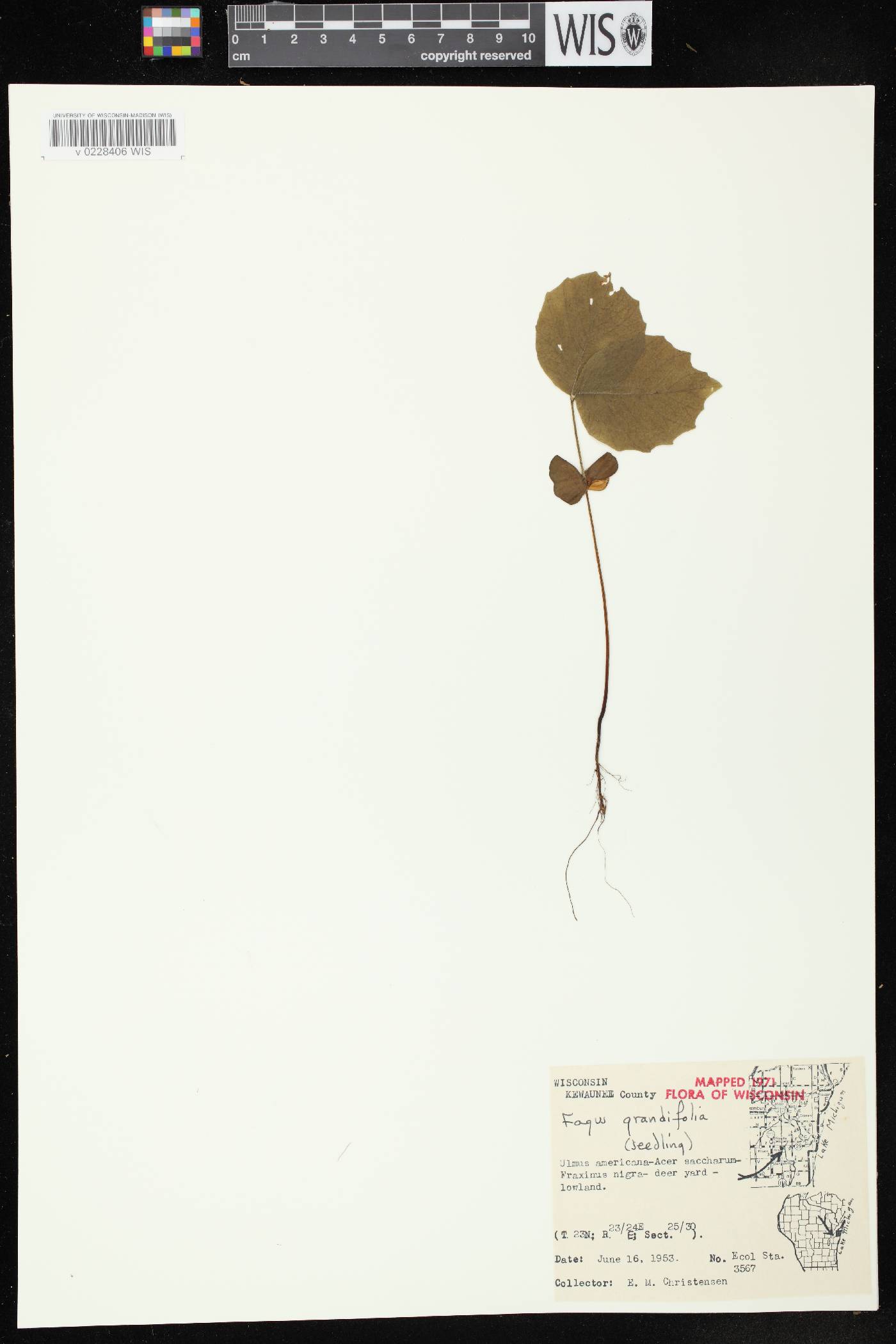 Fagus grandifolia image