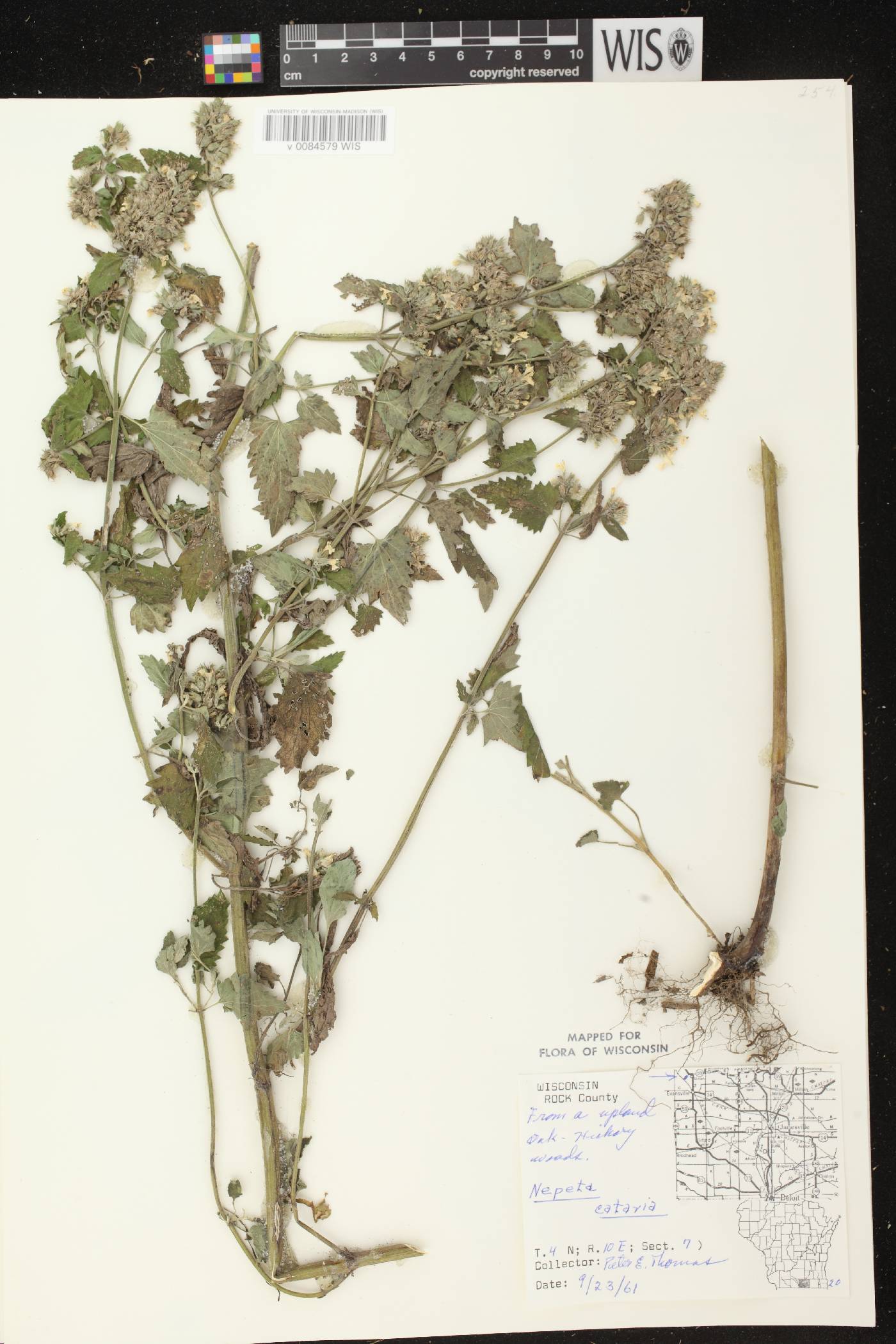 Nepeta cataria image