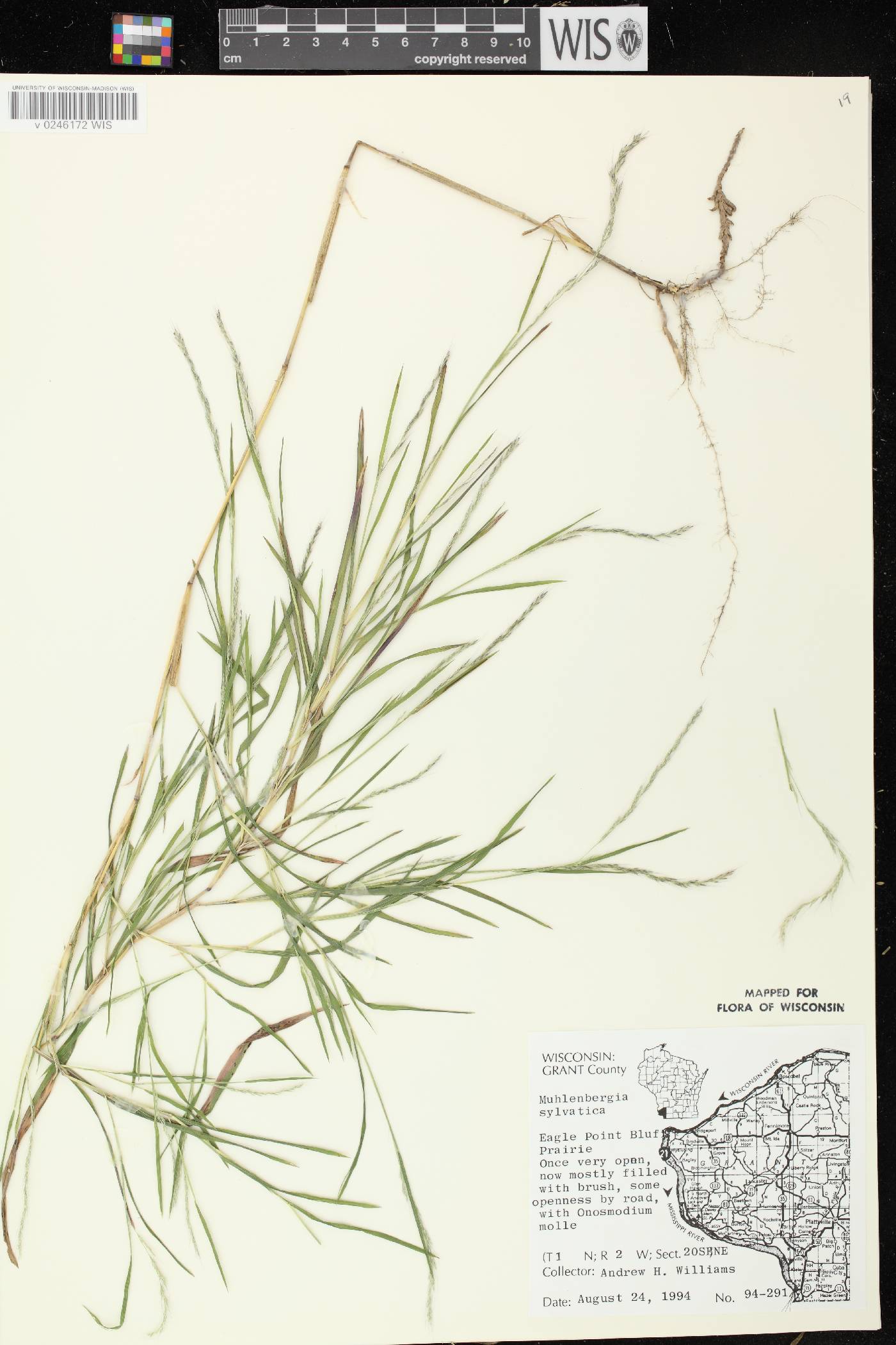 Muhlenbergia sylvatica image