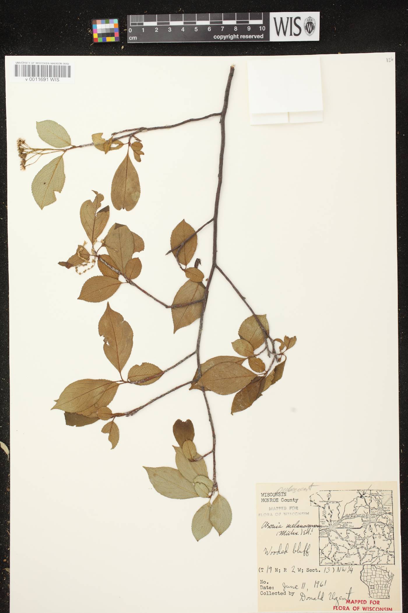 Aronia x prunifolia image