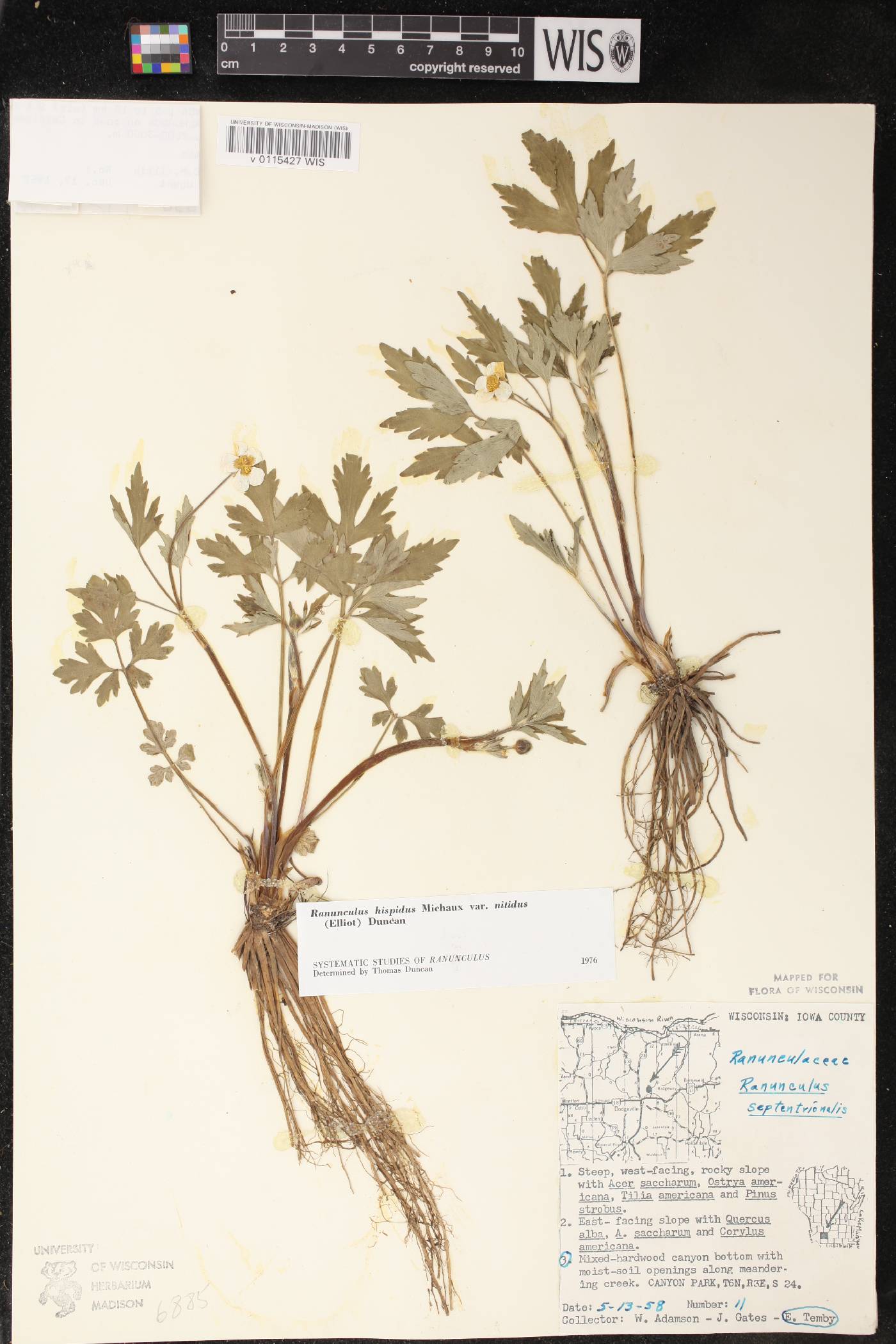 Ranunculus hispidus image