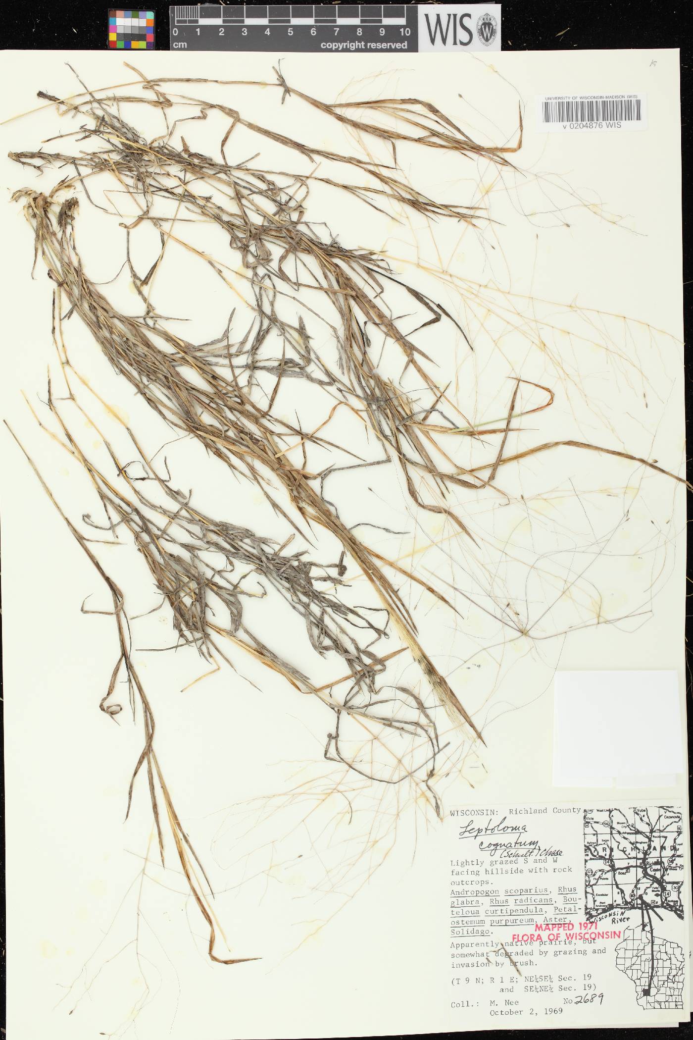 Digitaria cognata image