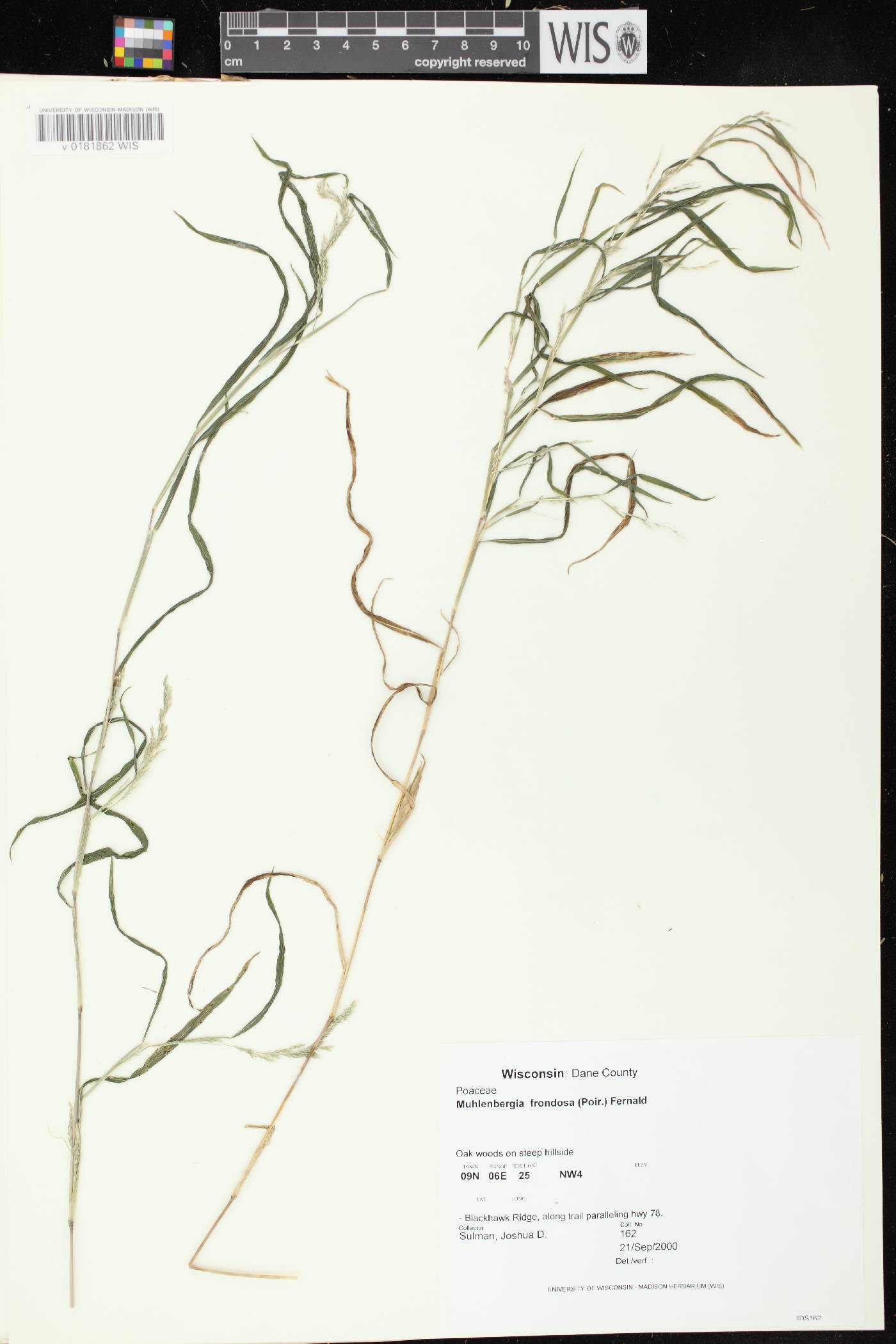 Muhlenbergia frondosa image