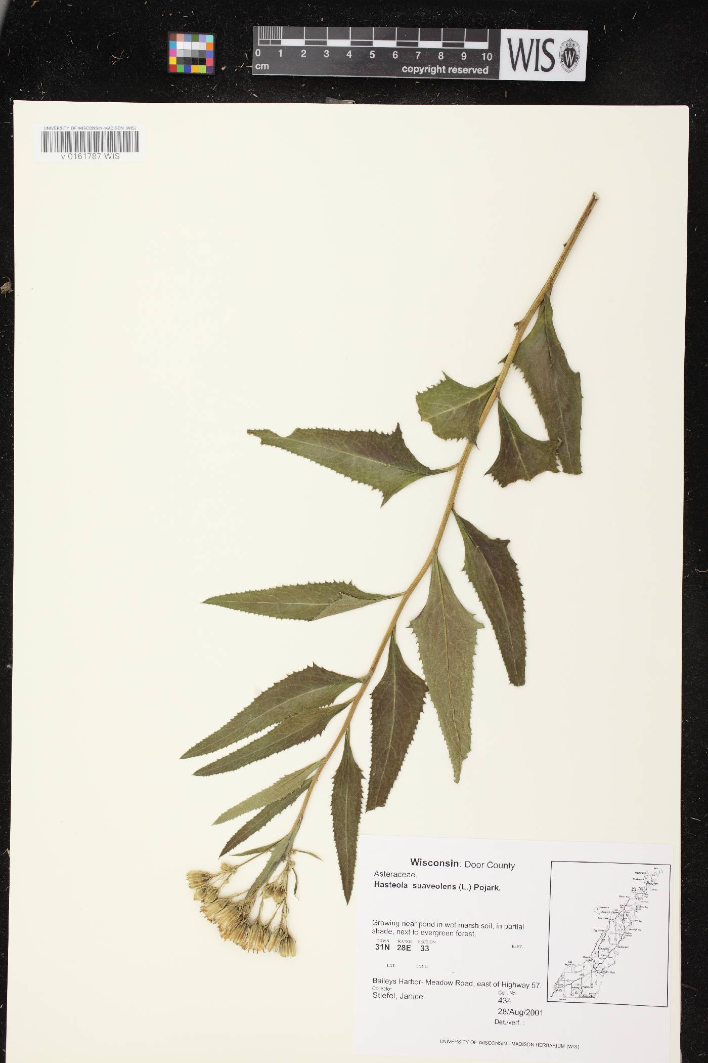 Hasteola suaveolens image