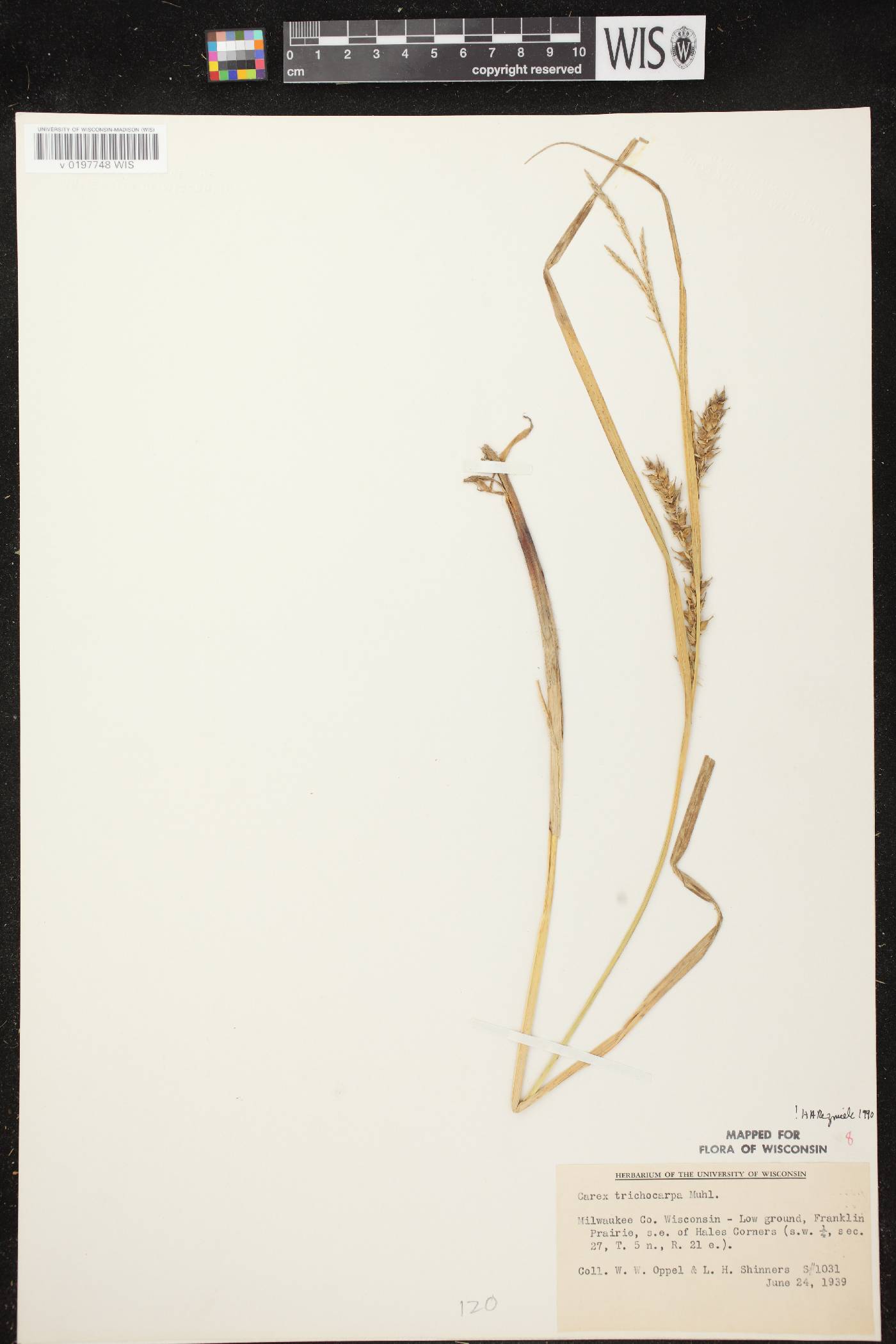 Carex trichocarpa image