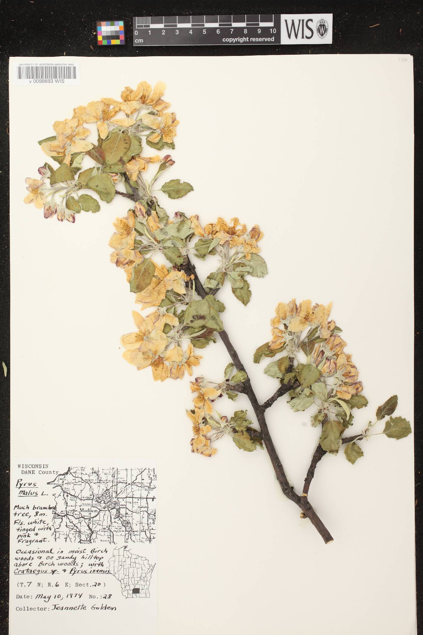 Malus pumila image