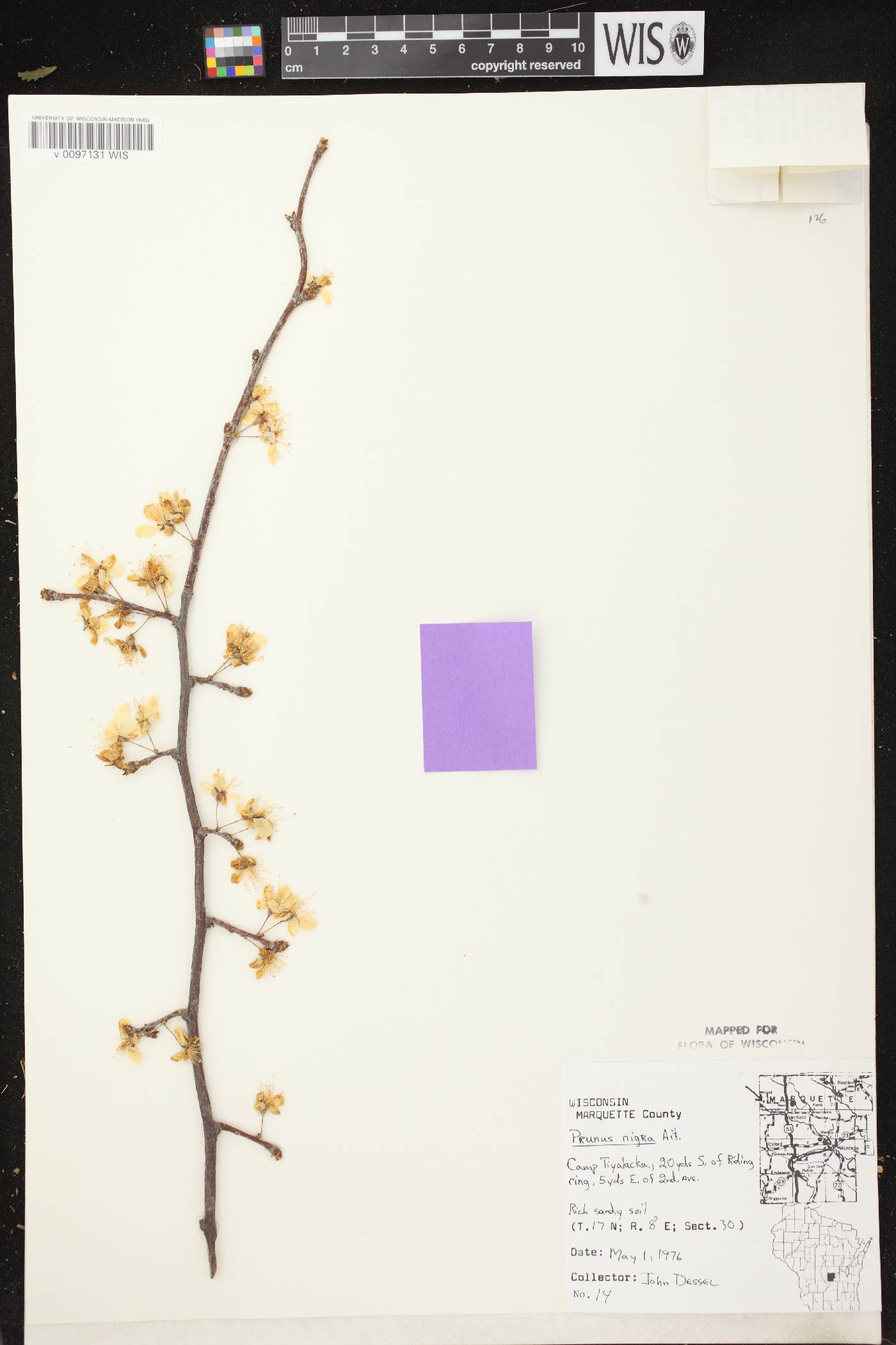 Prunus nigra image