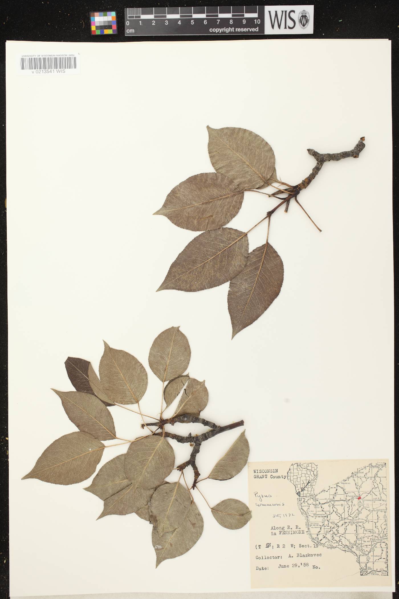 Pyrus communis image