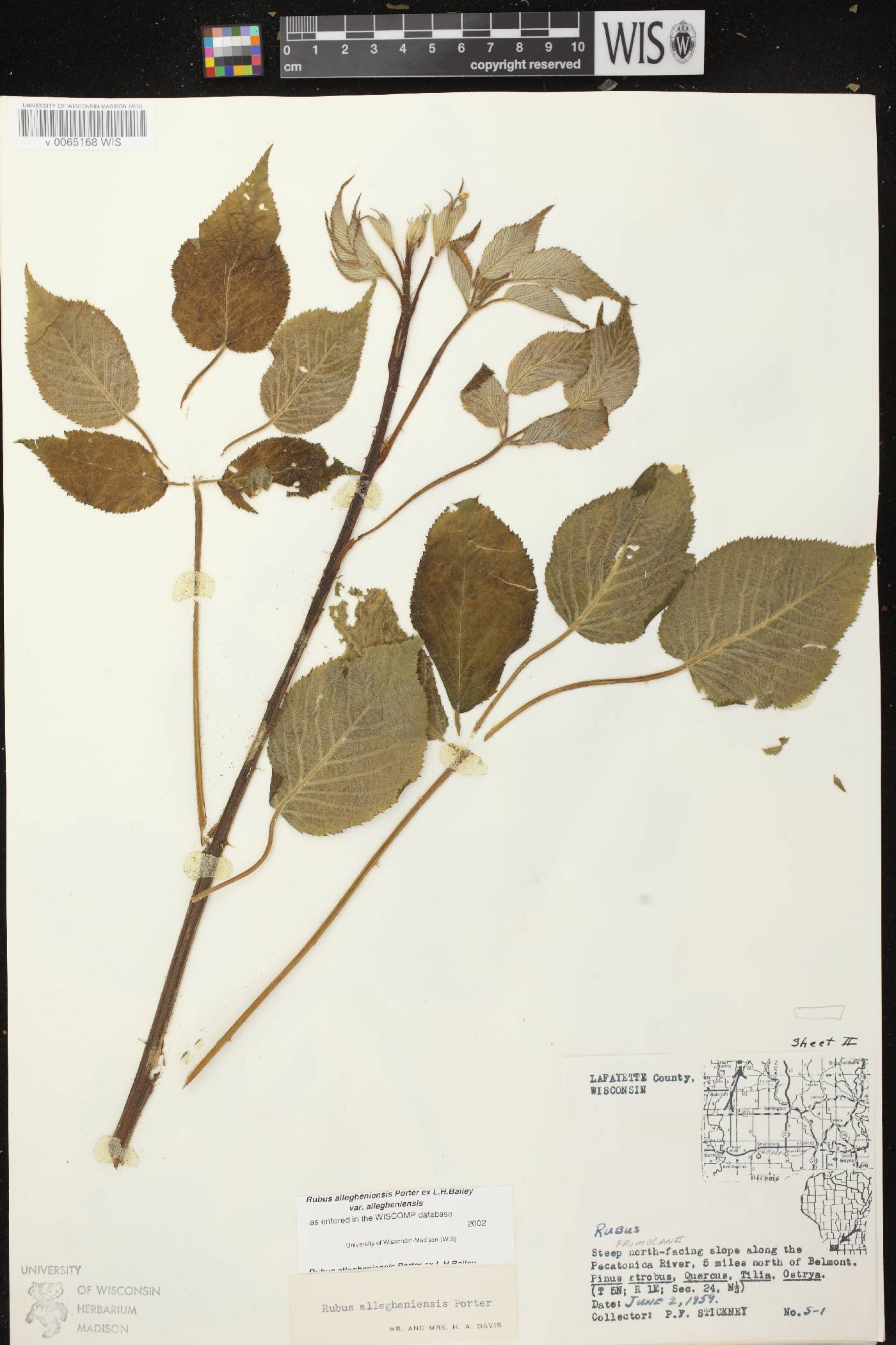 Rubus allegheniensis image